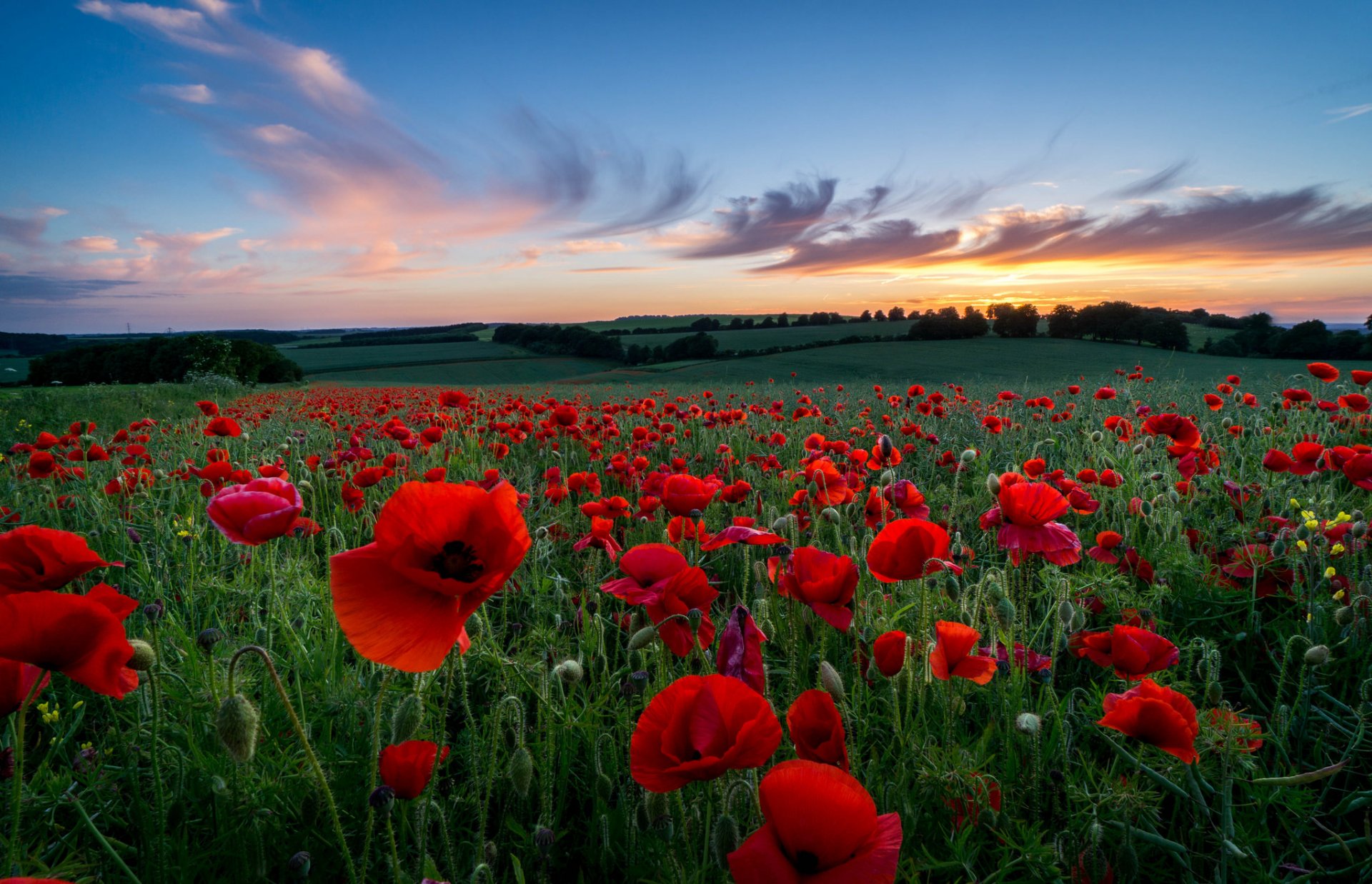 amapolas rojos flores pétalos campo claro colinas hierba árboles tarde puesta de sol cielo nubes naturaleza