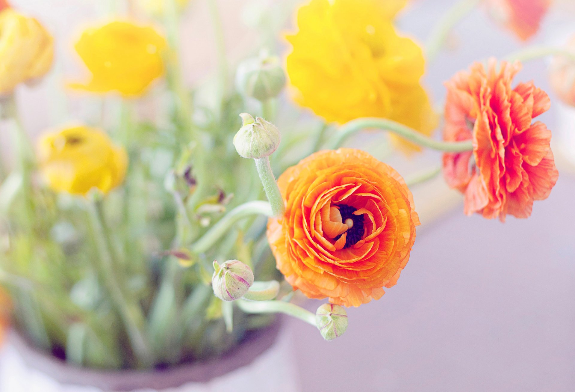 butterblume butterblumen blumen orange gelb blätter knospen blütenblätter blumenstrauß vase