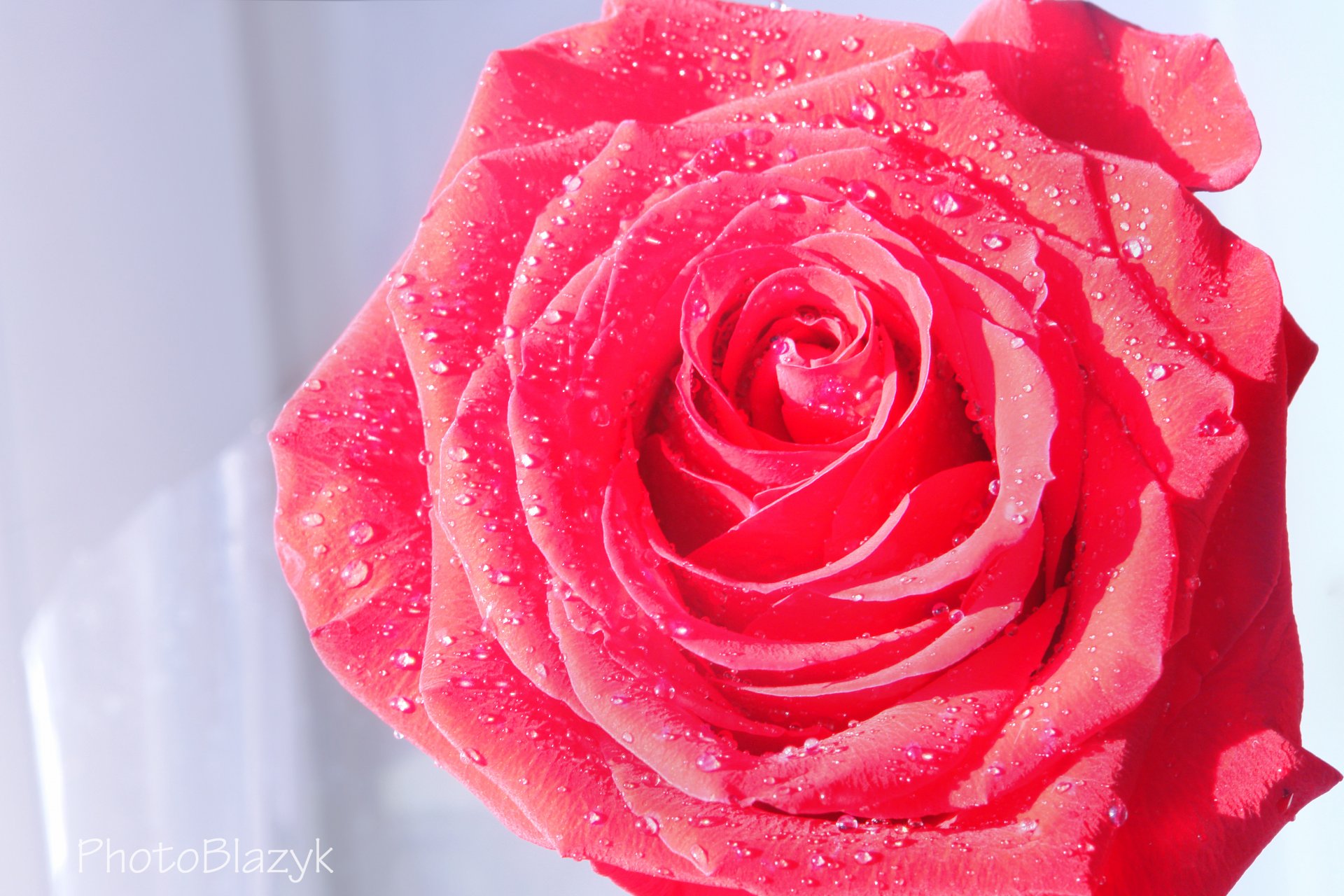 flor rosa escarlata agua gotas pétalos