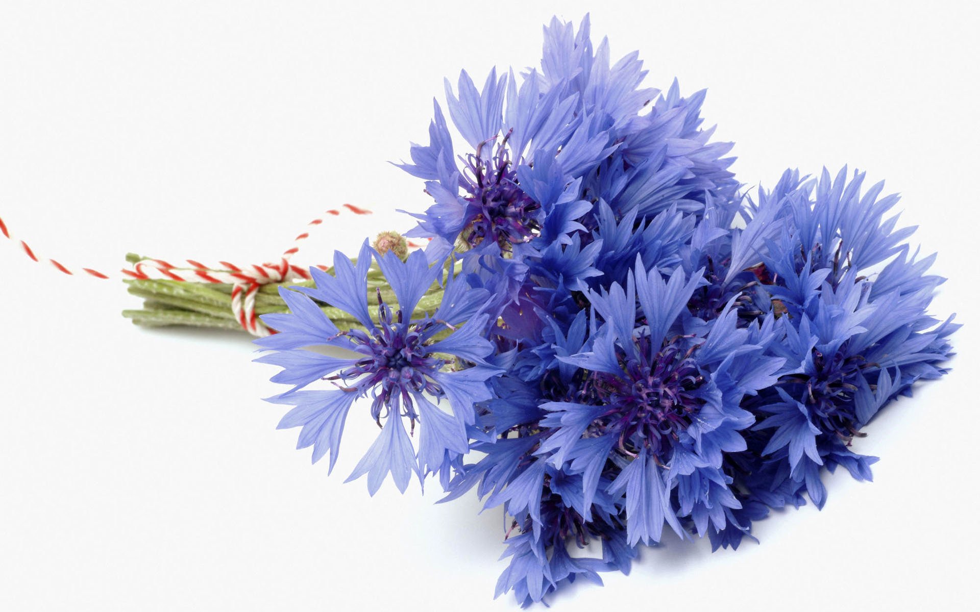 cornflowers blue flower cenraurea cornflower bluet bouquet white background