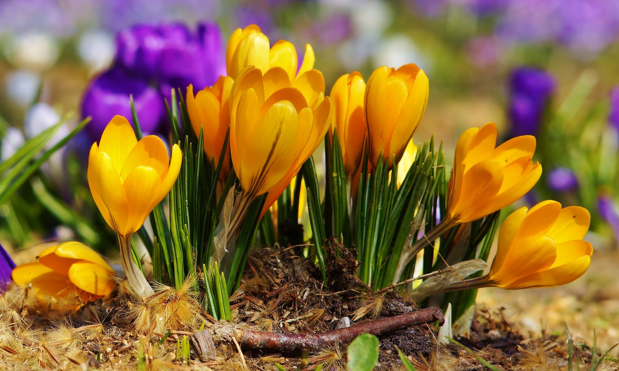 blumen krokusse frühling lila