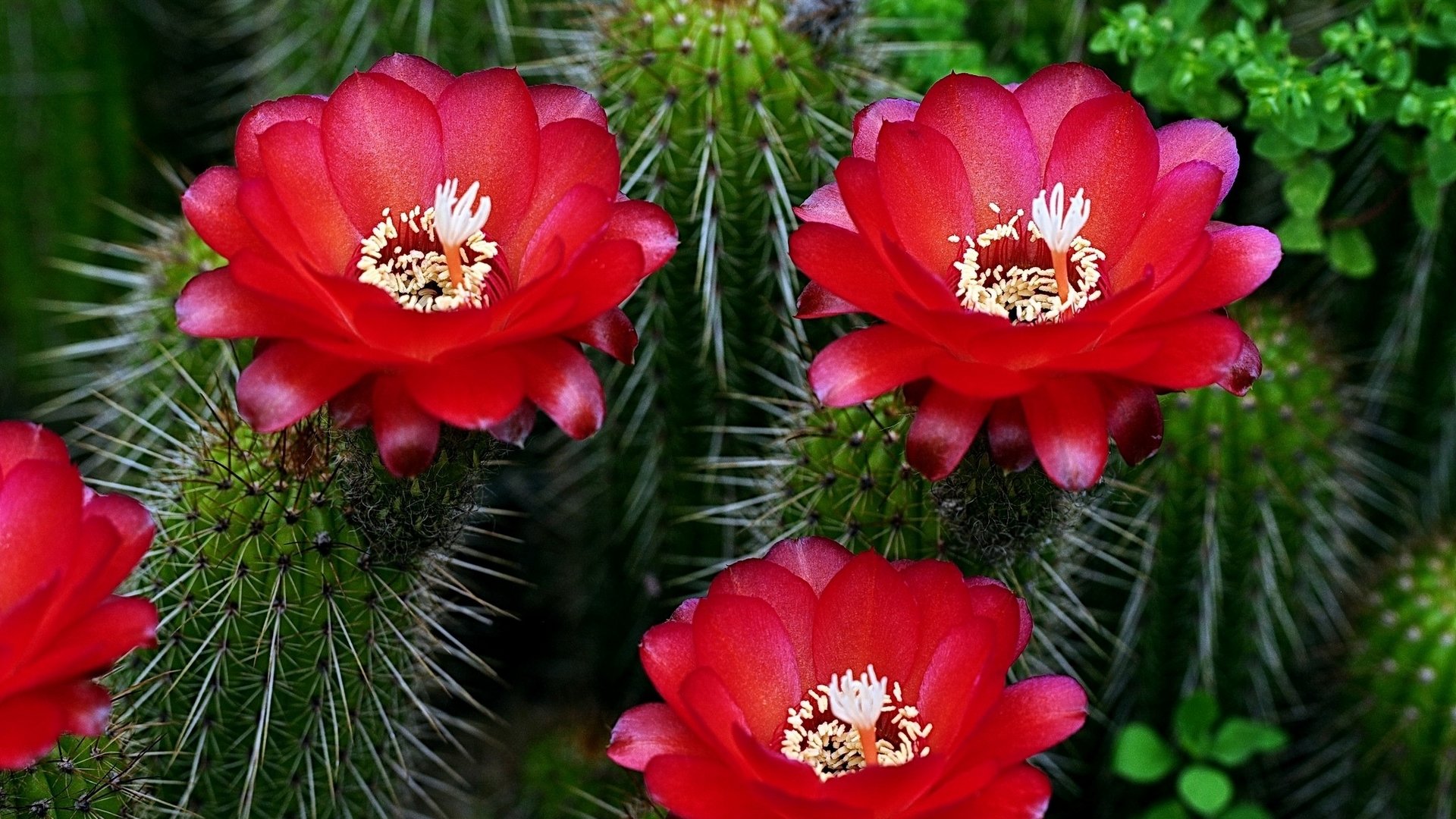 cactus flower flowers needle