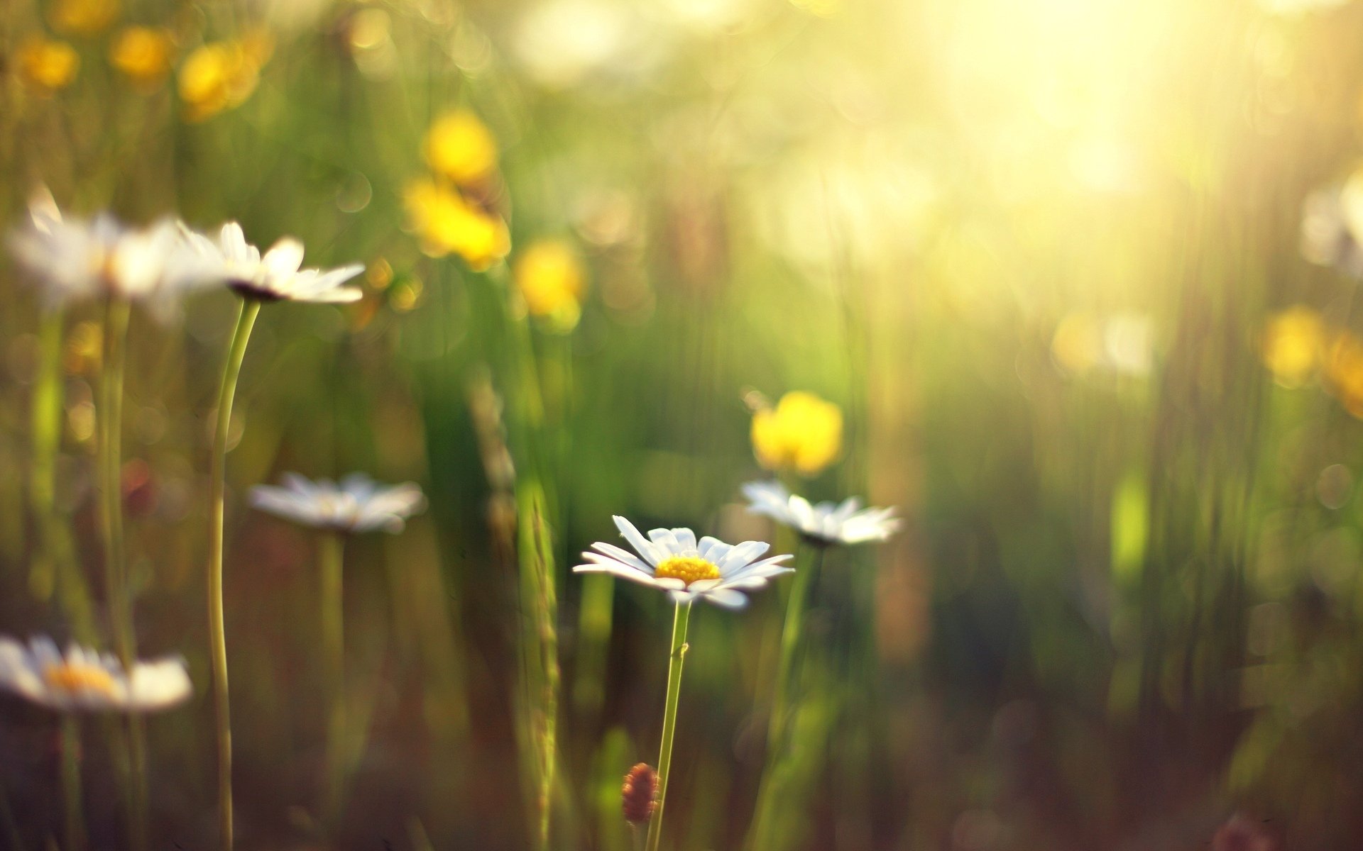 fiori fiori fiore margherita sfocatura sole giorno sfondo carta da parati widescreen schermo intero widescreen