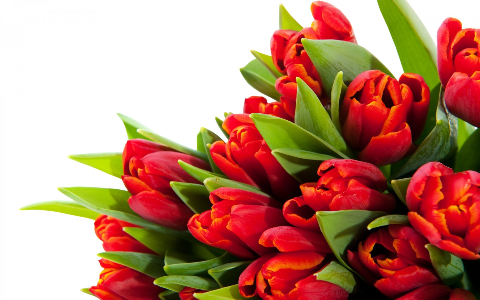 tulpen blumen blumenstrauß hell rot blütenblätter schönheit hell blätter stiele