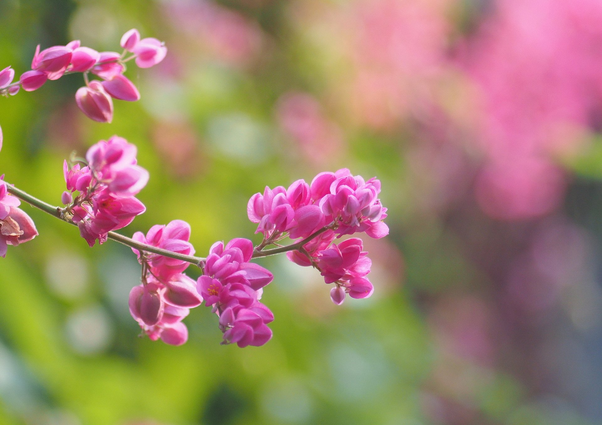 branche fleurs rose floraison arrière-plan flou