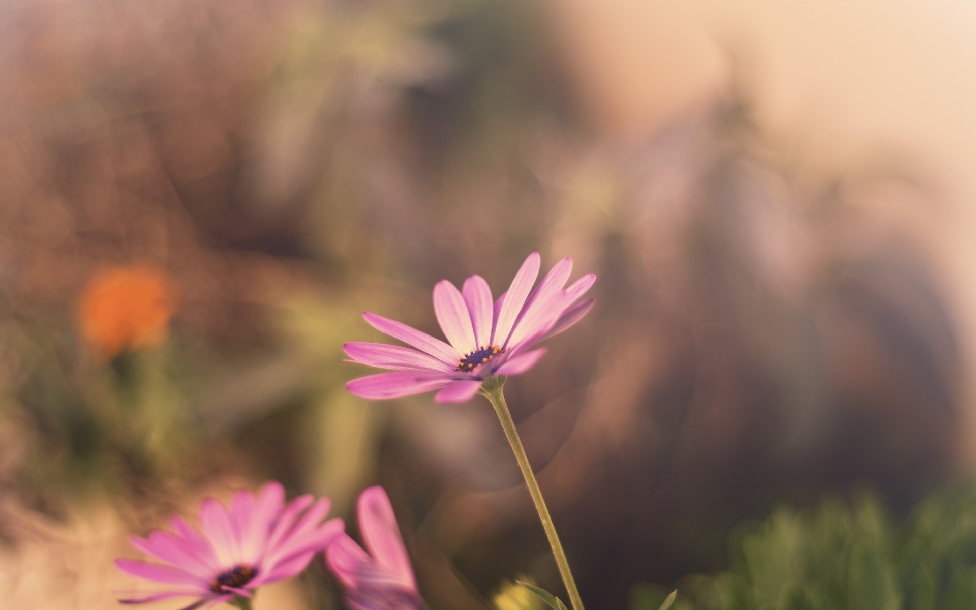 flowers flowers flower flower pink blur background wallpaper widescreen fullscreen widescreen widescreen