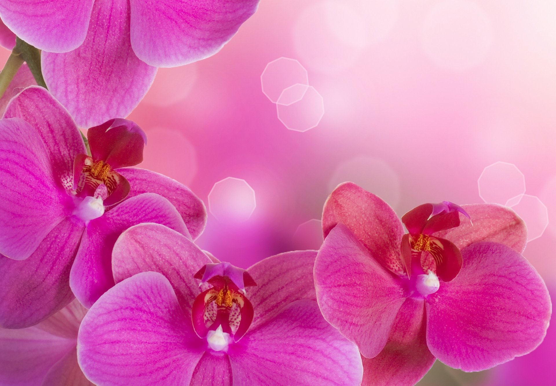 orchid bright pink petals branch beauty flowers tenderness orchids phalaenopsis bright pink