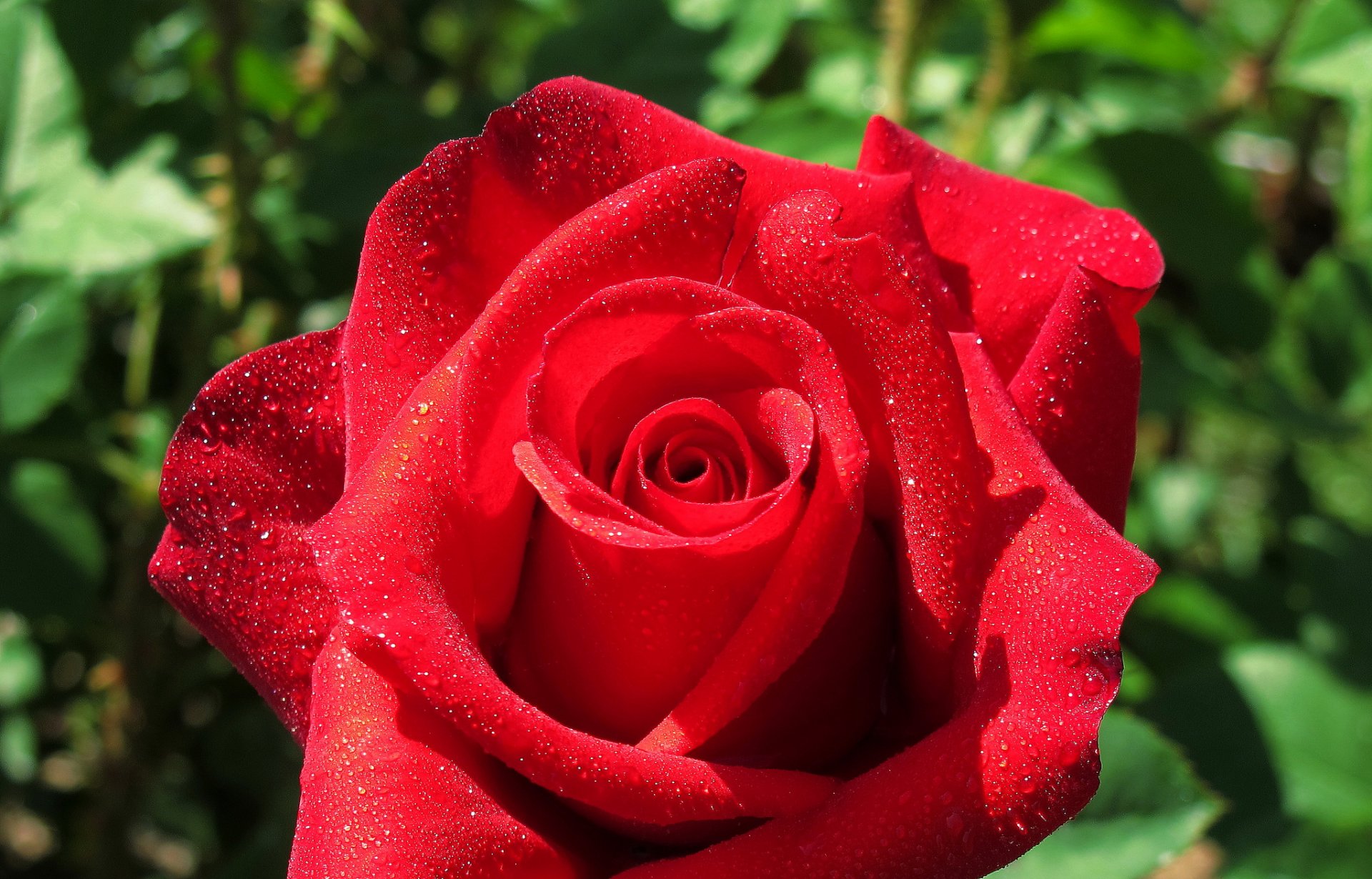 rose bud petals drops close up