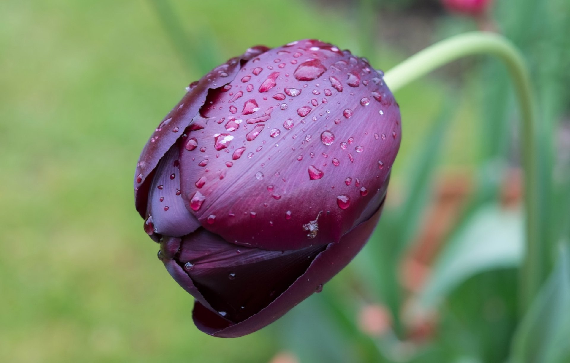 tulip drops close up