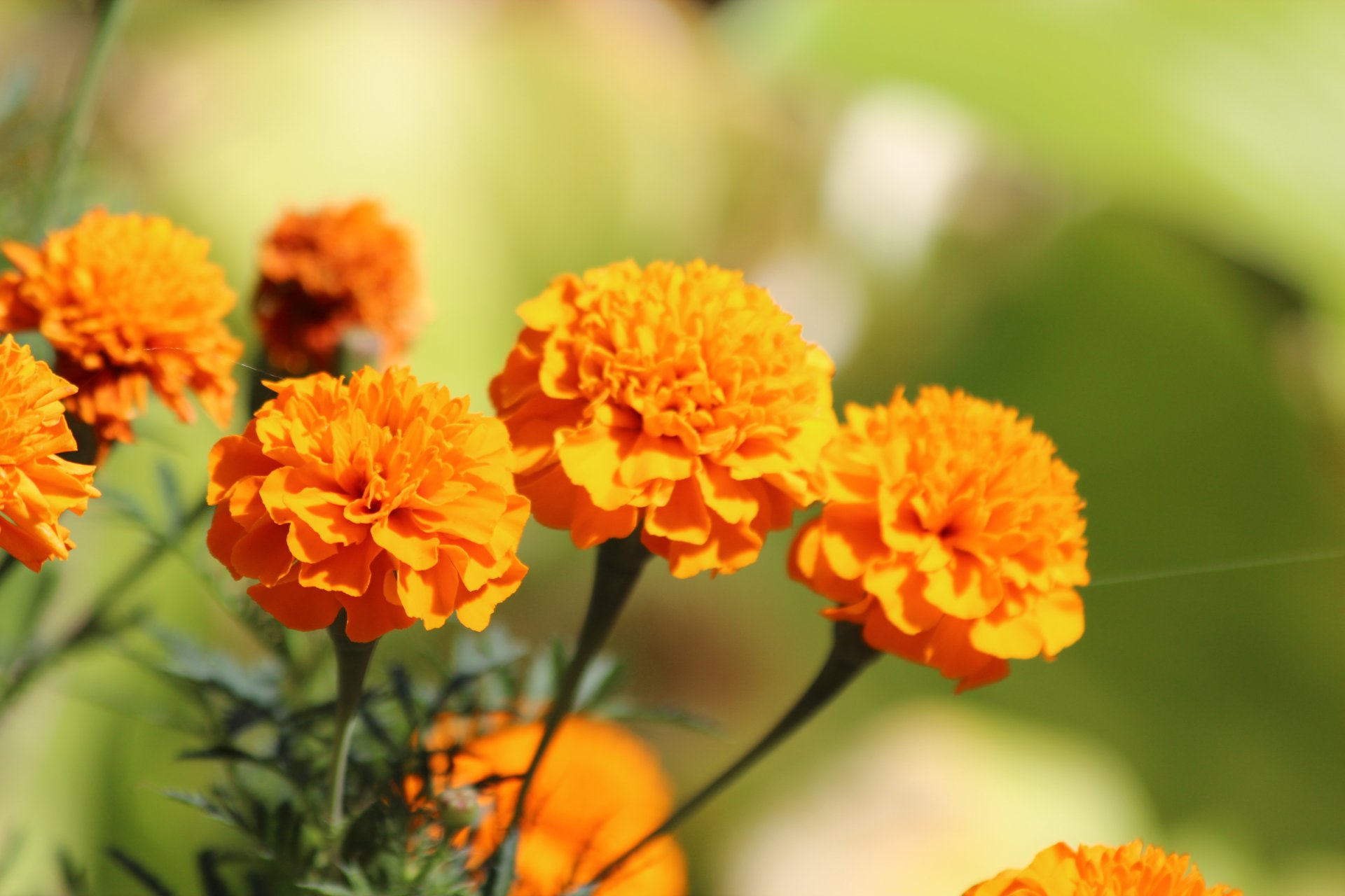 flower nature orange marigold