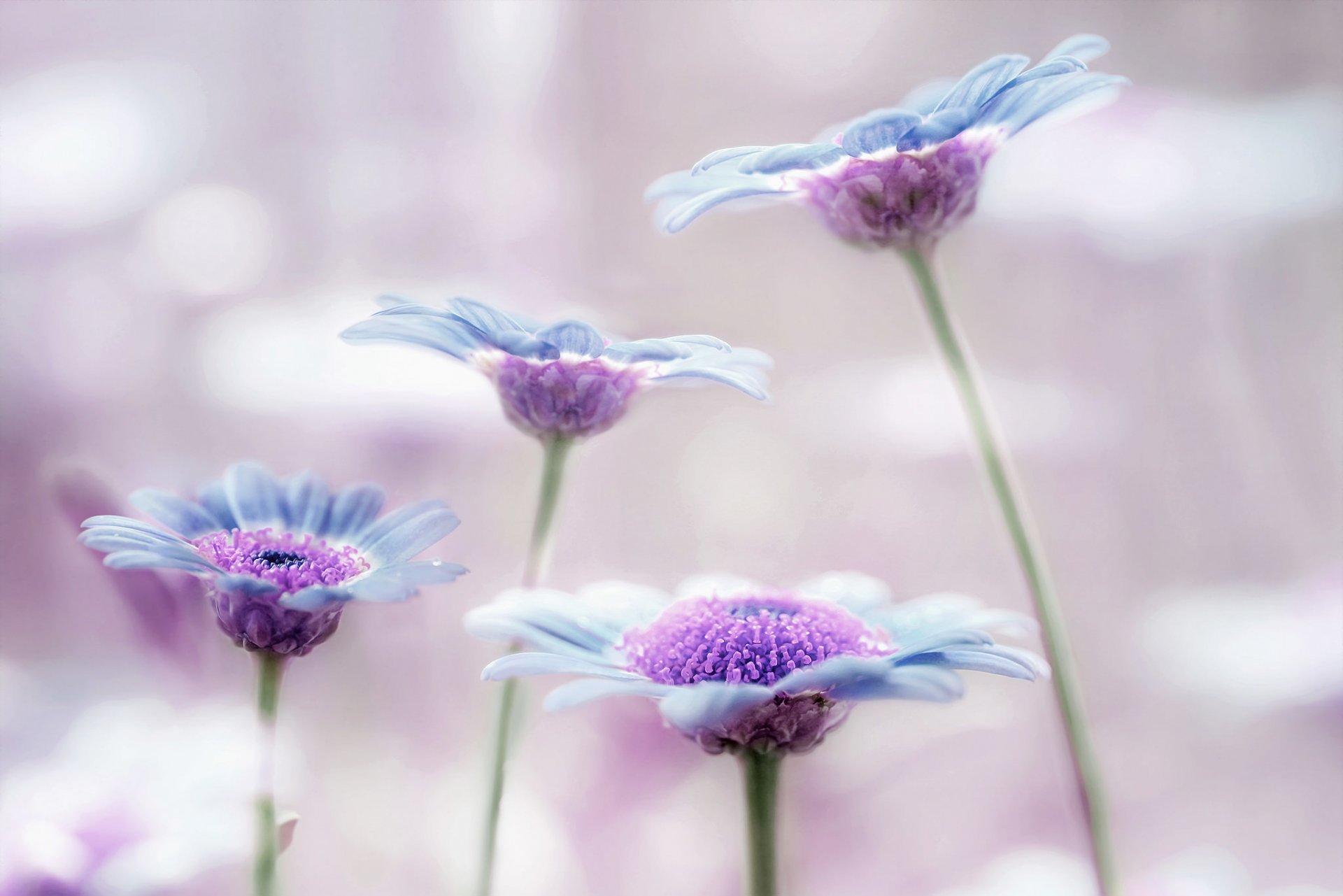 blumen blau flieder hintergrund