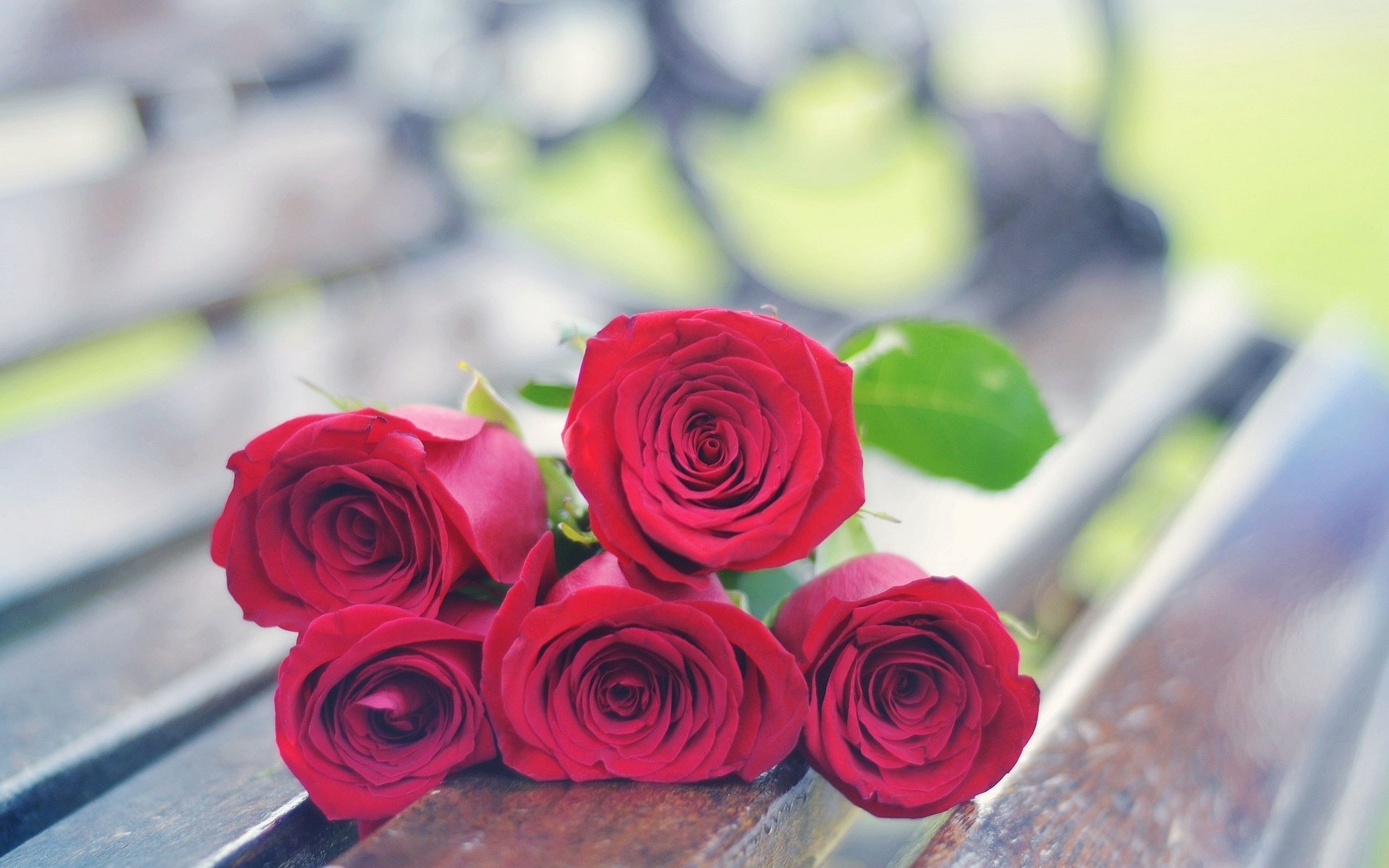 flowers flowers rose roses red rose background wallpaper widescreen fullscreen widescreen widescreen