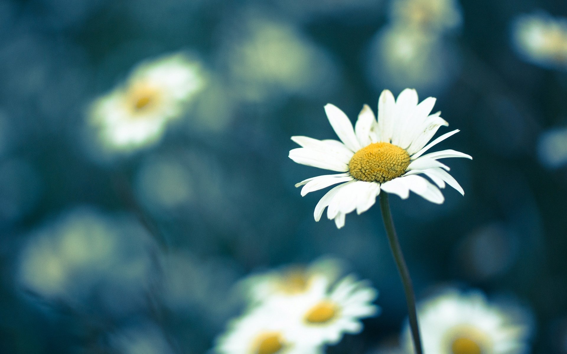 flowers flower flower chamomile daisies blur background wallpaper widescreen fullscreen widescreen