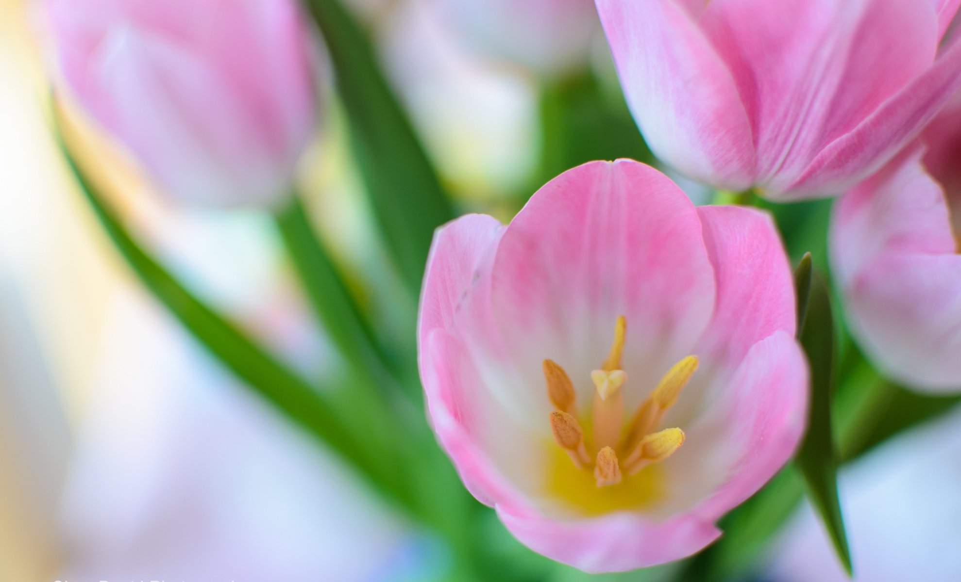 tulips pink close up bouquet spring