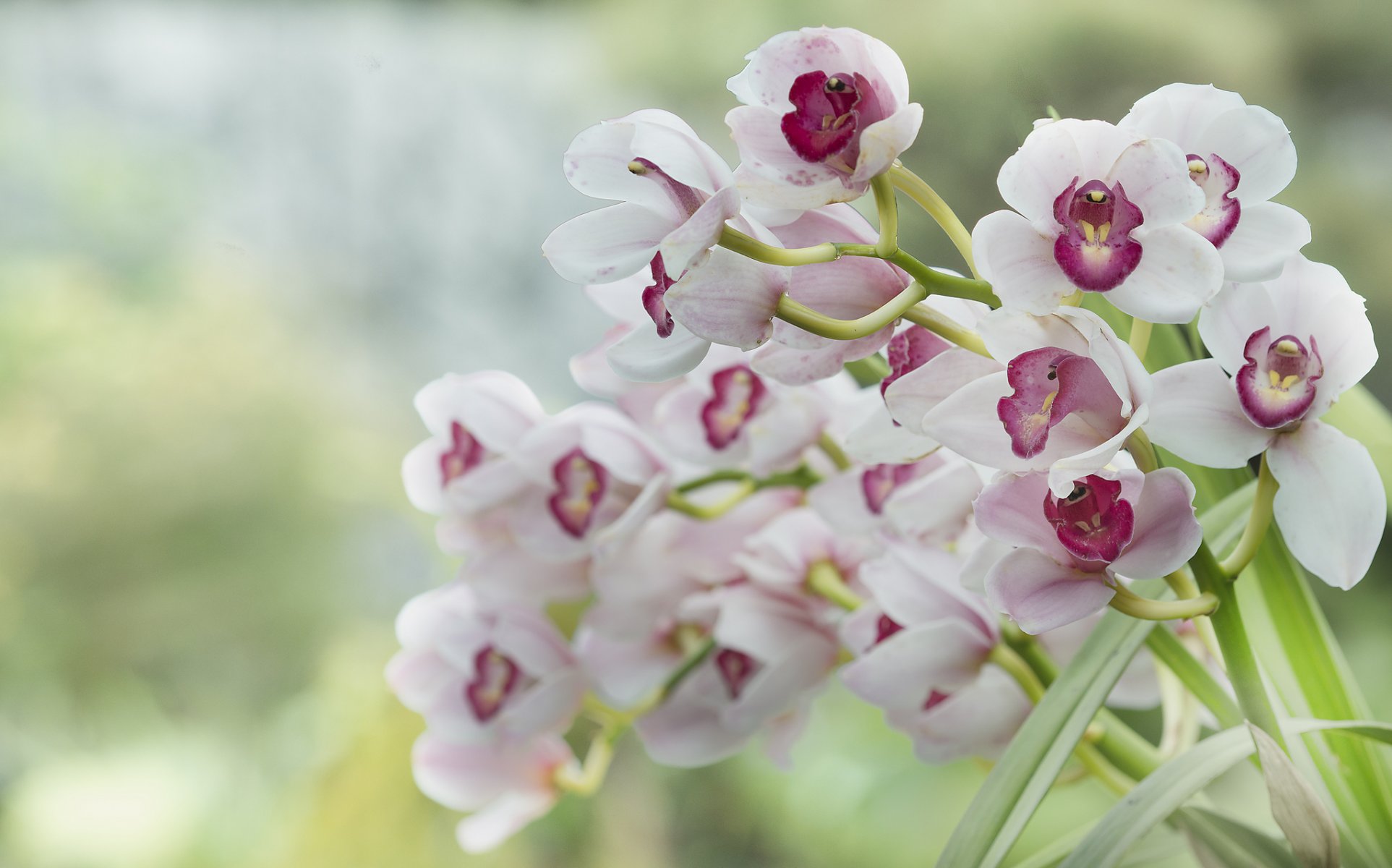 orchidées blanc rose fond flou