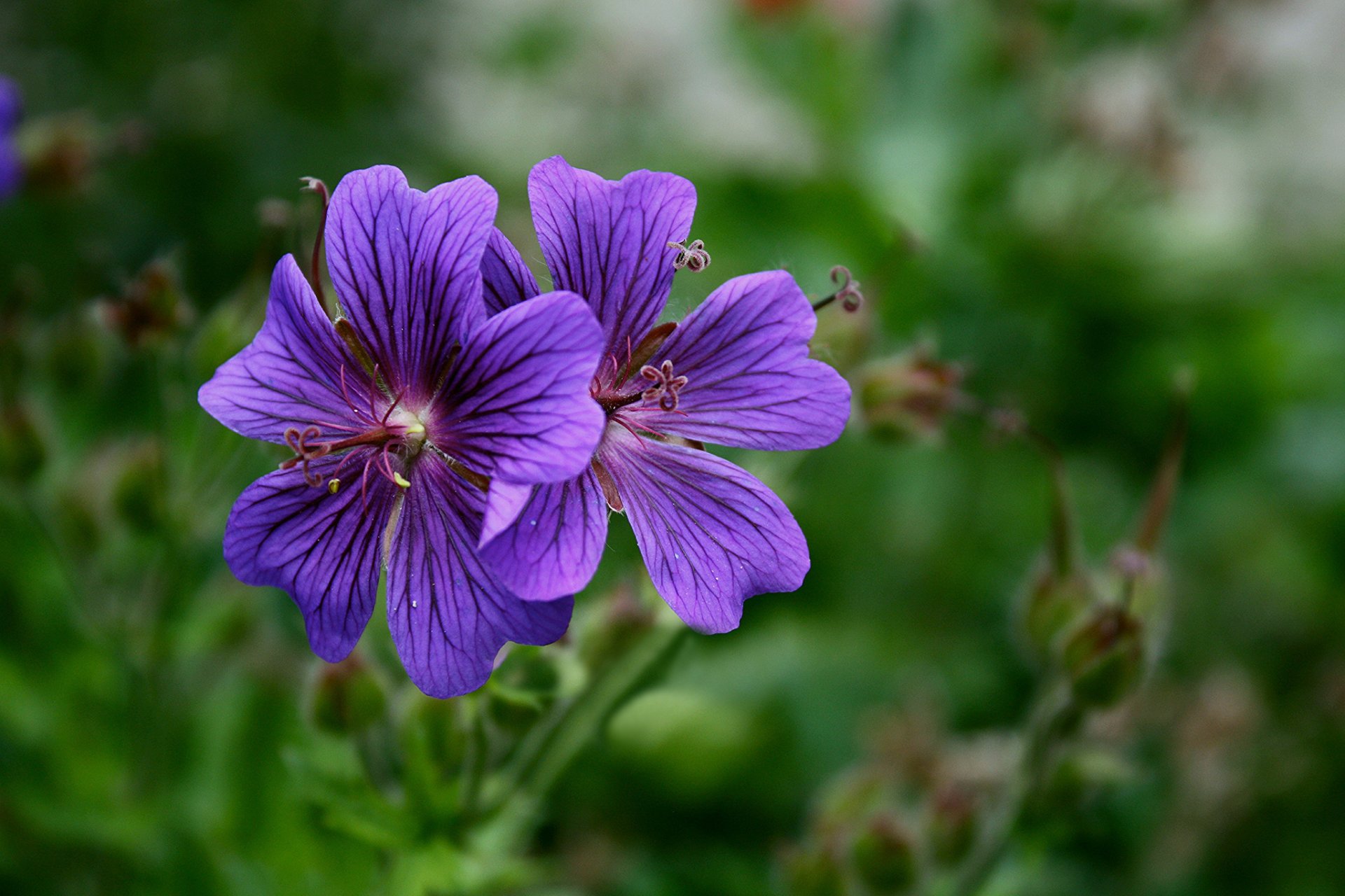 flower purple mallow background blur