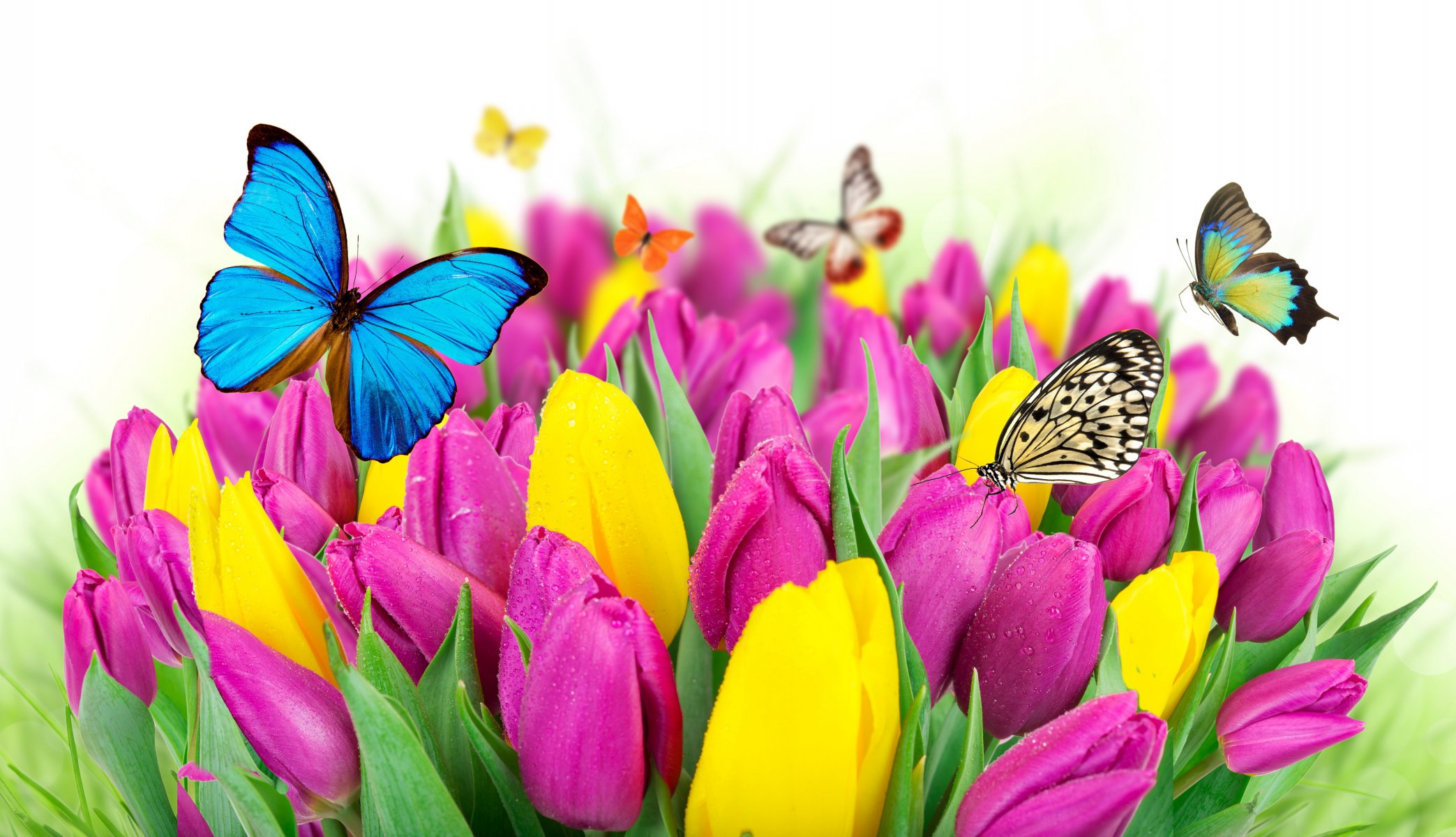 flowers colorful spring butterflies tulips purple yellow fresh butterflies spring