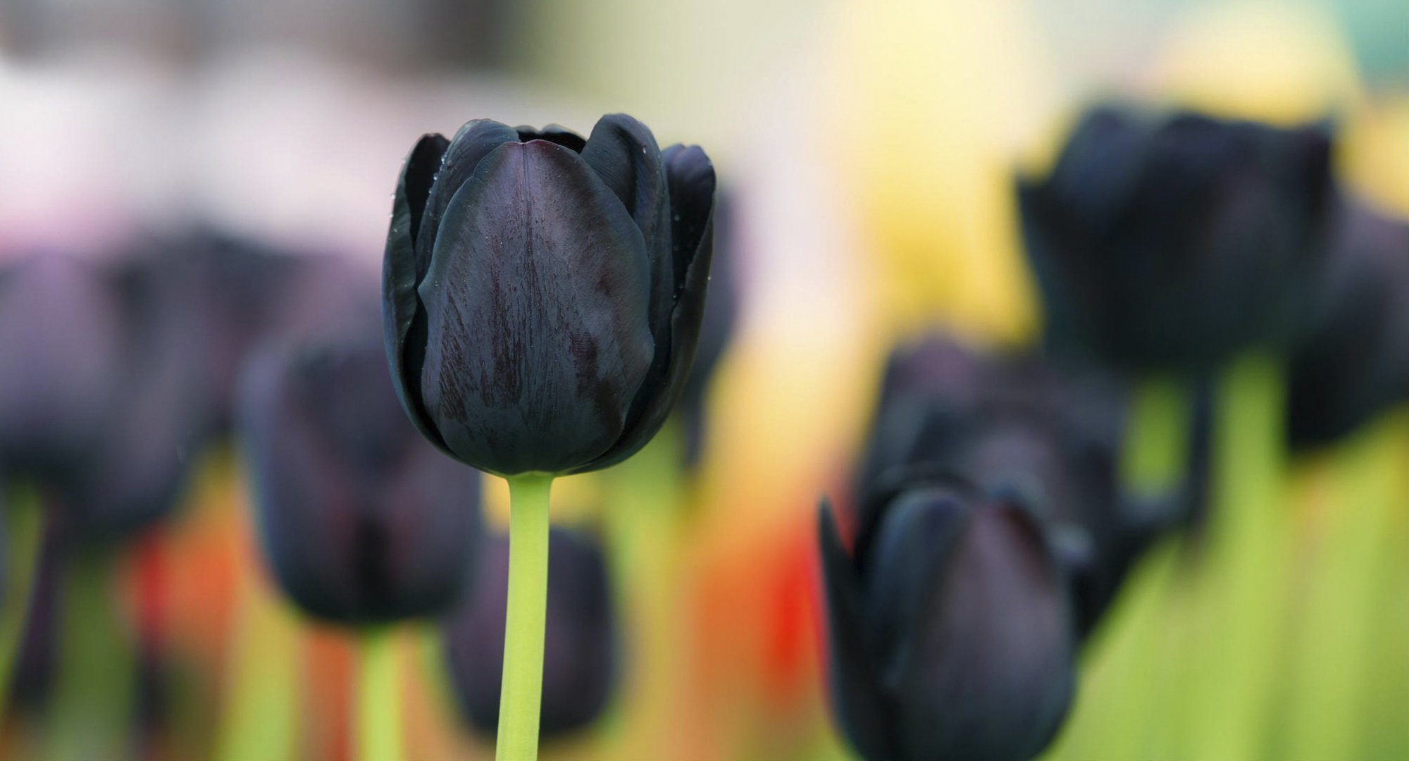 black tulip background close up