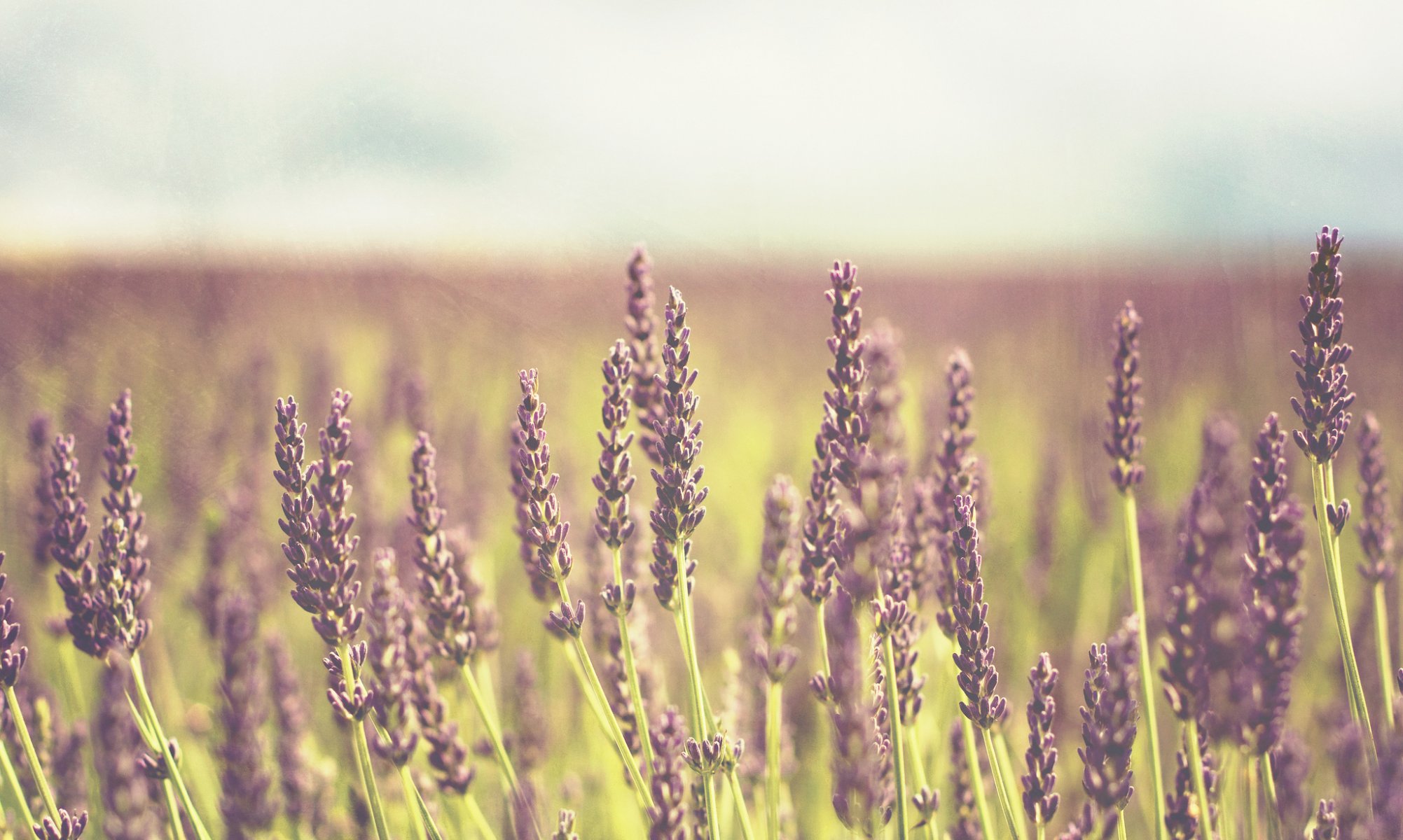 flowers flowers flower plant purple field background wallpaper widescreen fullscreen widescreen widescreen