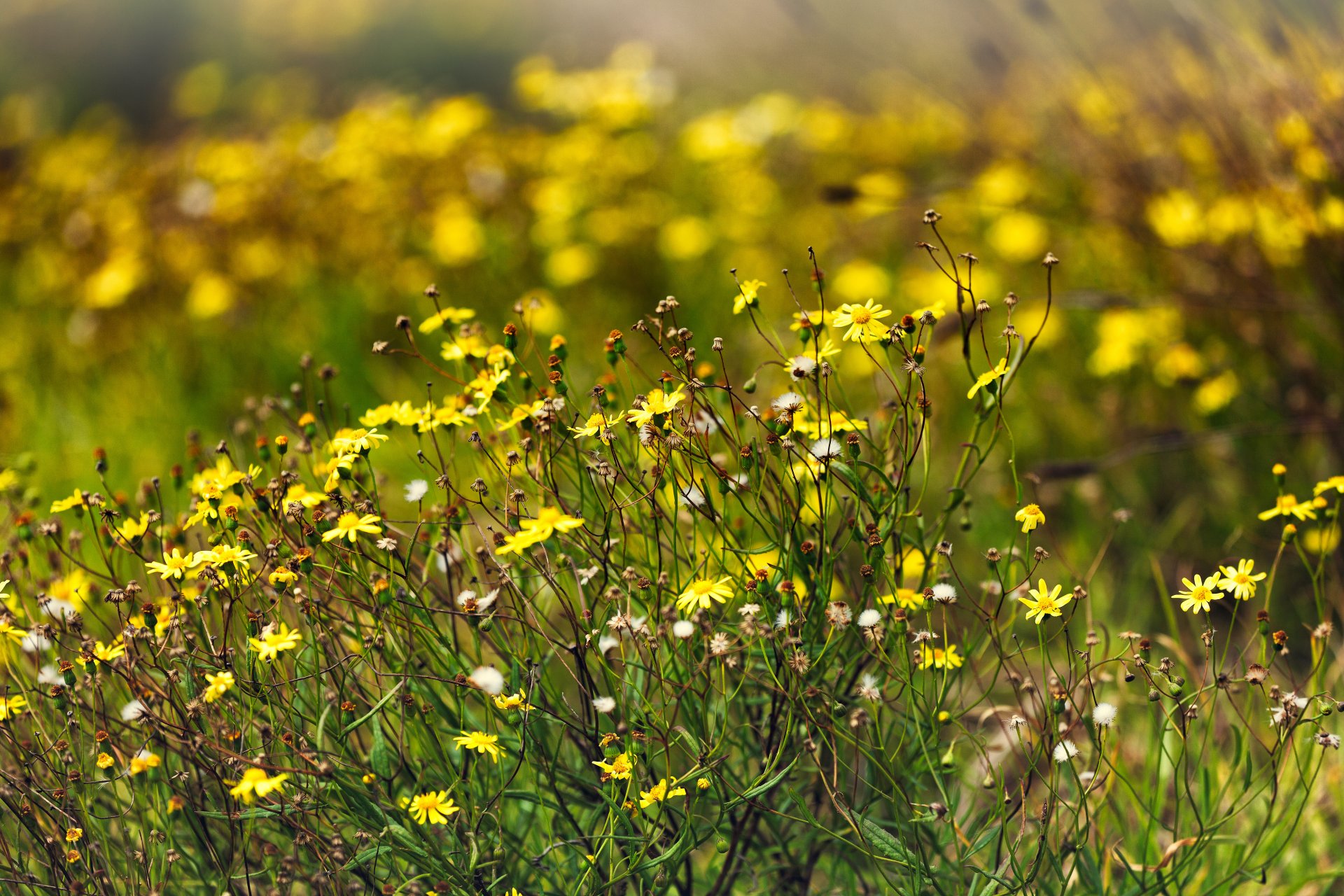 kwiaty polana lato słońce natura łąka lato