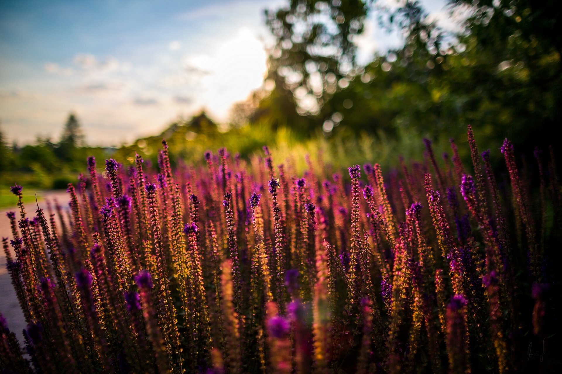 kwiaty lato zachód słońca słońce natura lato