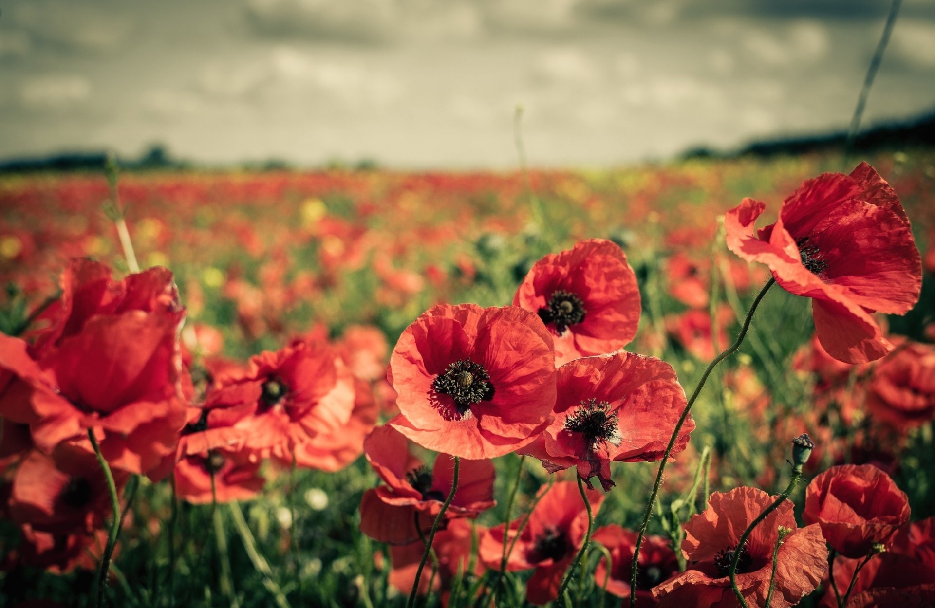 campo amapolas flores rojo mucho