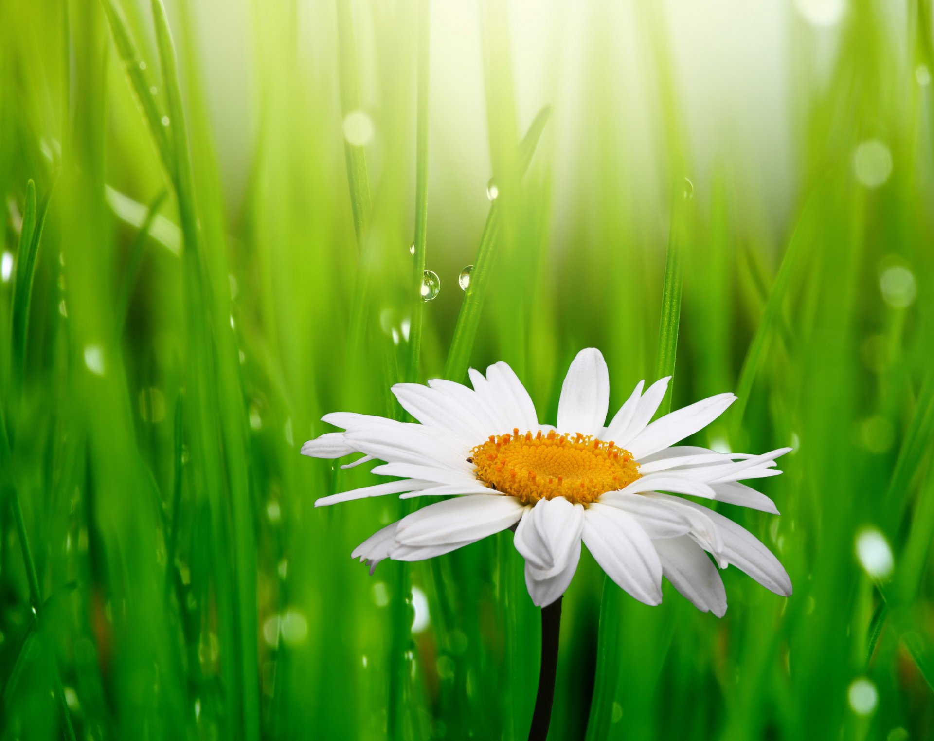 camomilla bianco erba verde gocce d acqua fiori primavera freschezza bellezza camomilla bianco rugiada primavera