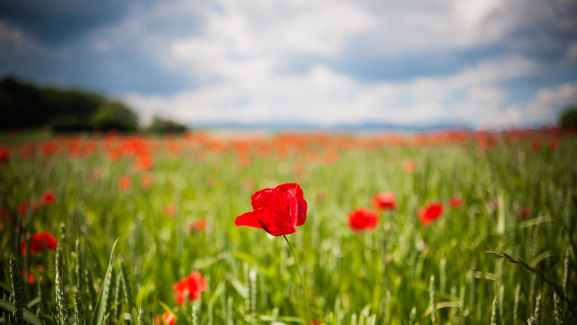 blumen blumen blume rot blume tulpe tulpen feld grün ohren hintergrund unschärfe tapete widescreen vollbild widescreen widescreen