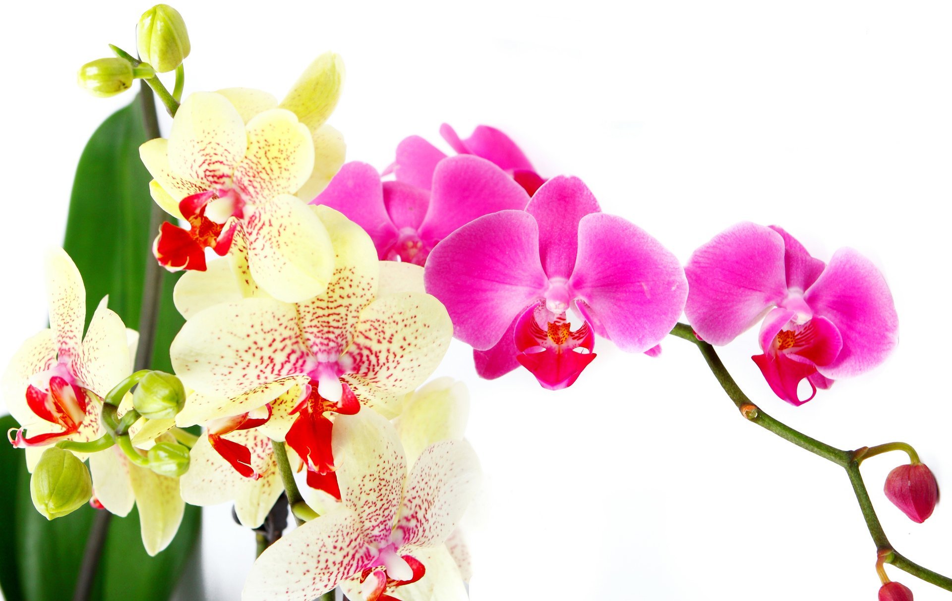 orchidée lumineux rose blanc pétales branche beauté fleurs tendresse orchidées phalaenopsis rose vif blanc feuilles