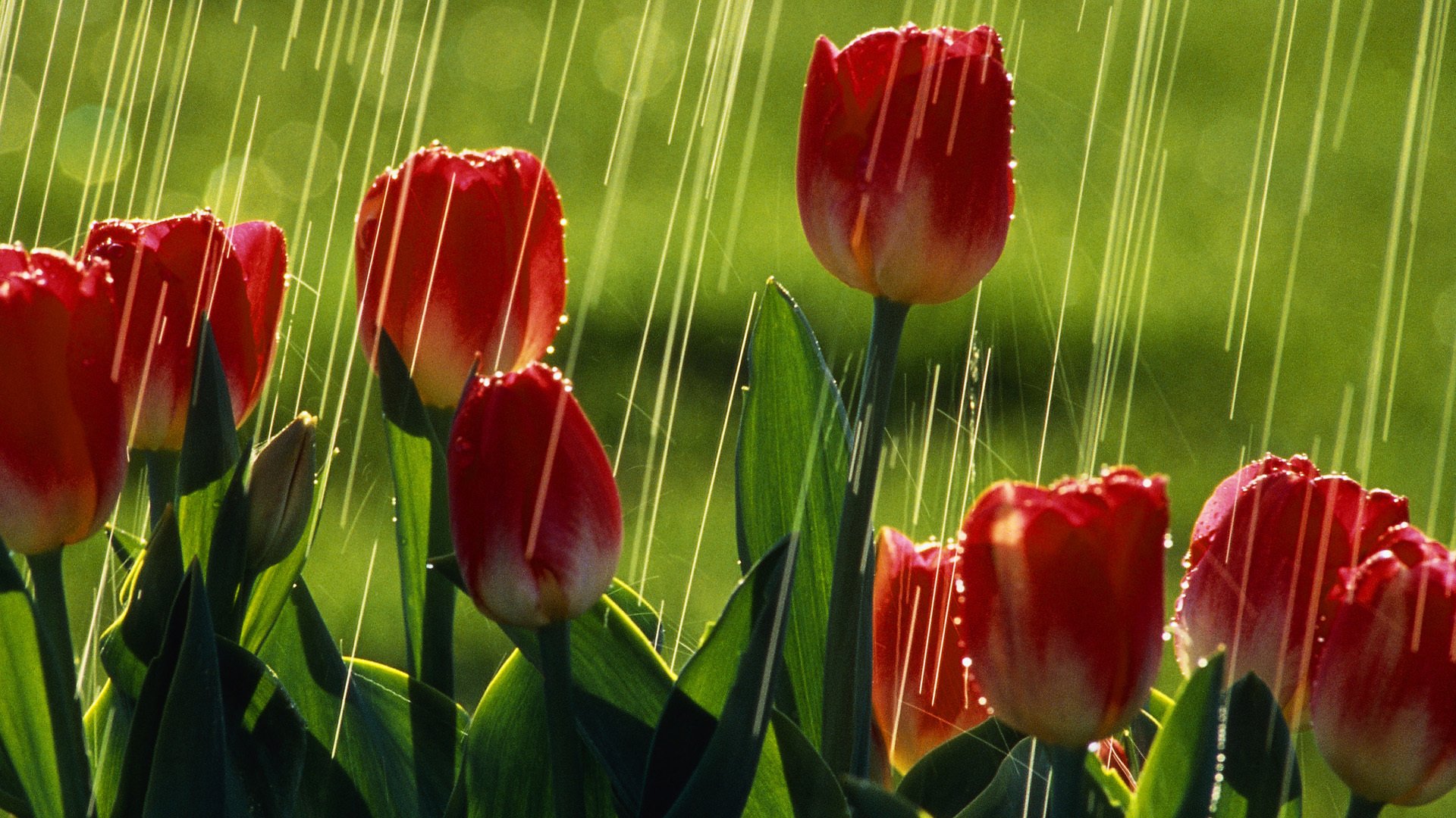 tulips red tulips rain sun summer green