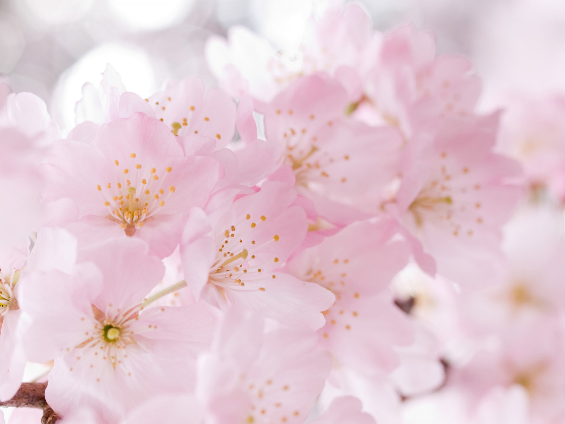 flores floración primavera ternura sakura cereza