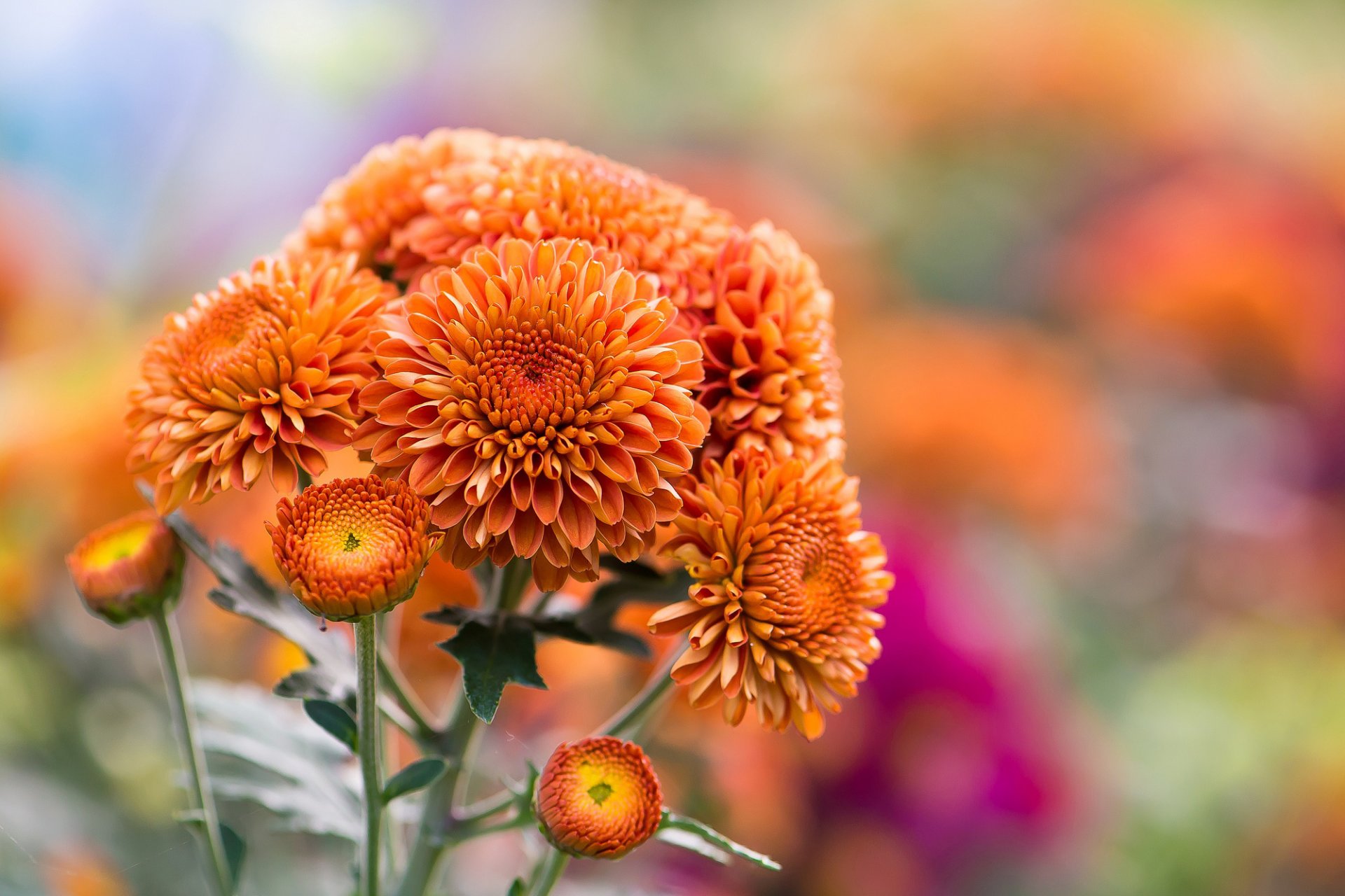 flores crisantemos naranja naturaleza otoño