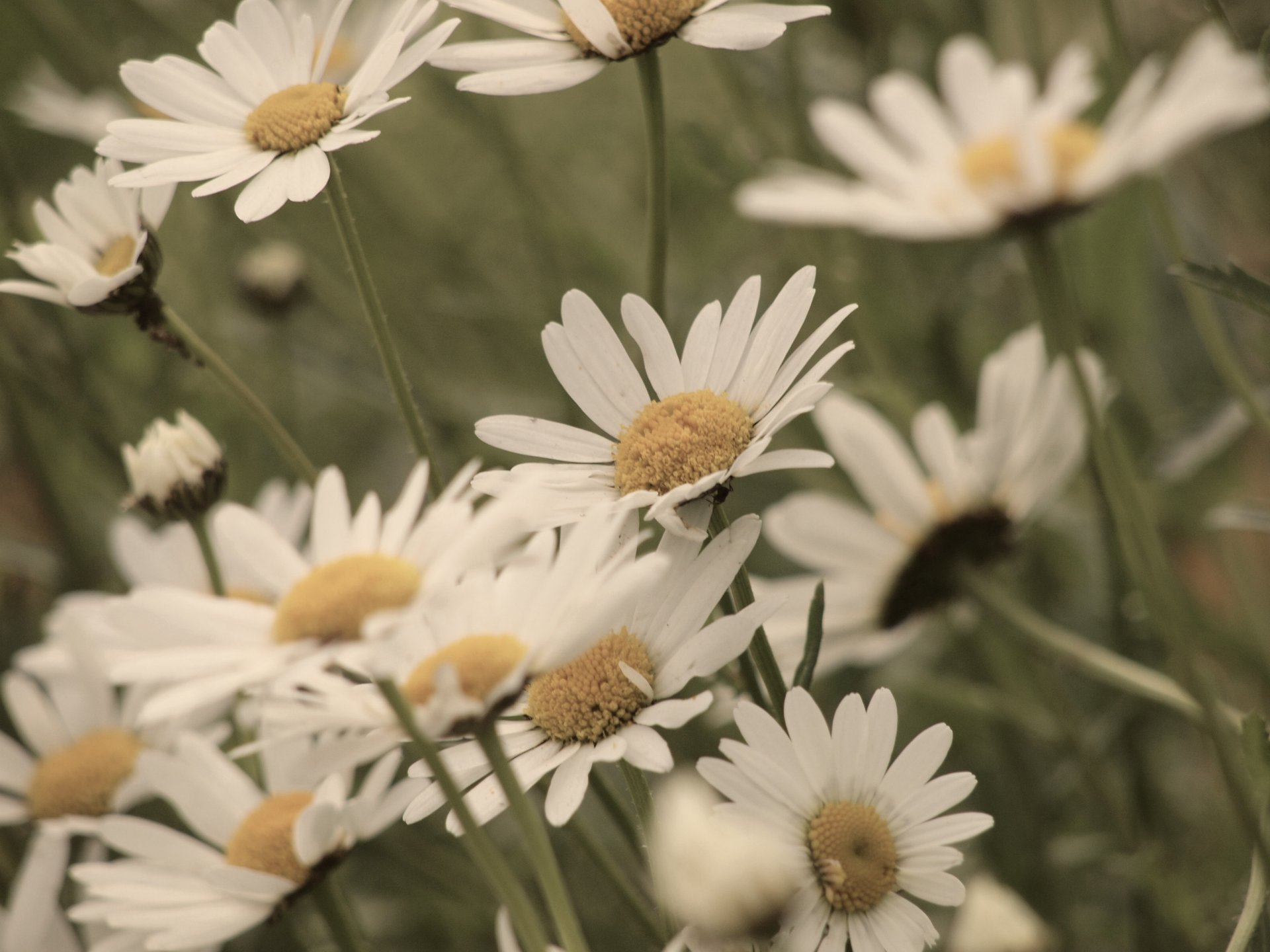 fiori fiori bianco giallo petali verde sfondo fiore carta da parati widescreen schermo intero widescreen widescreen