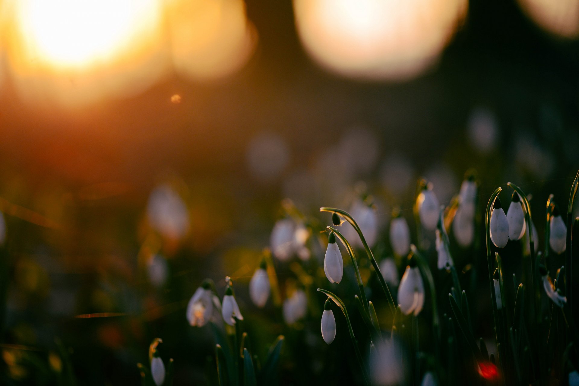 pring snowdrops reflection