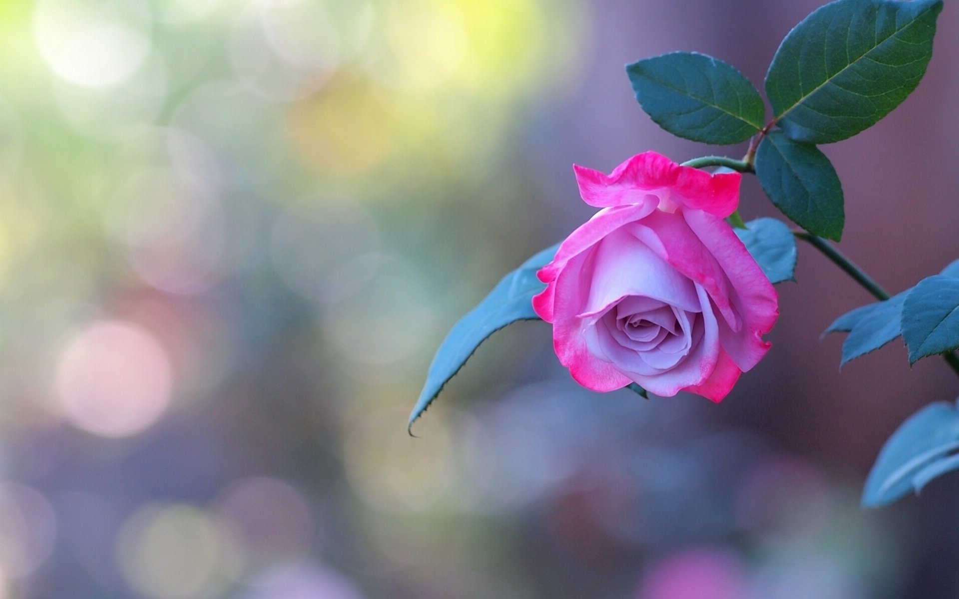 rose knospe stamm tapete blütenblätter