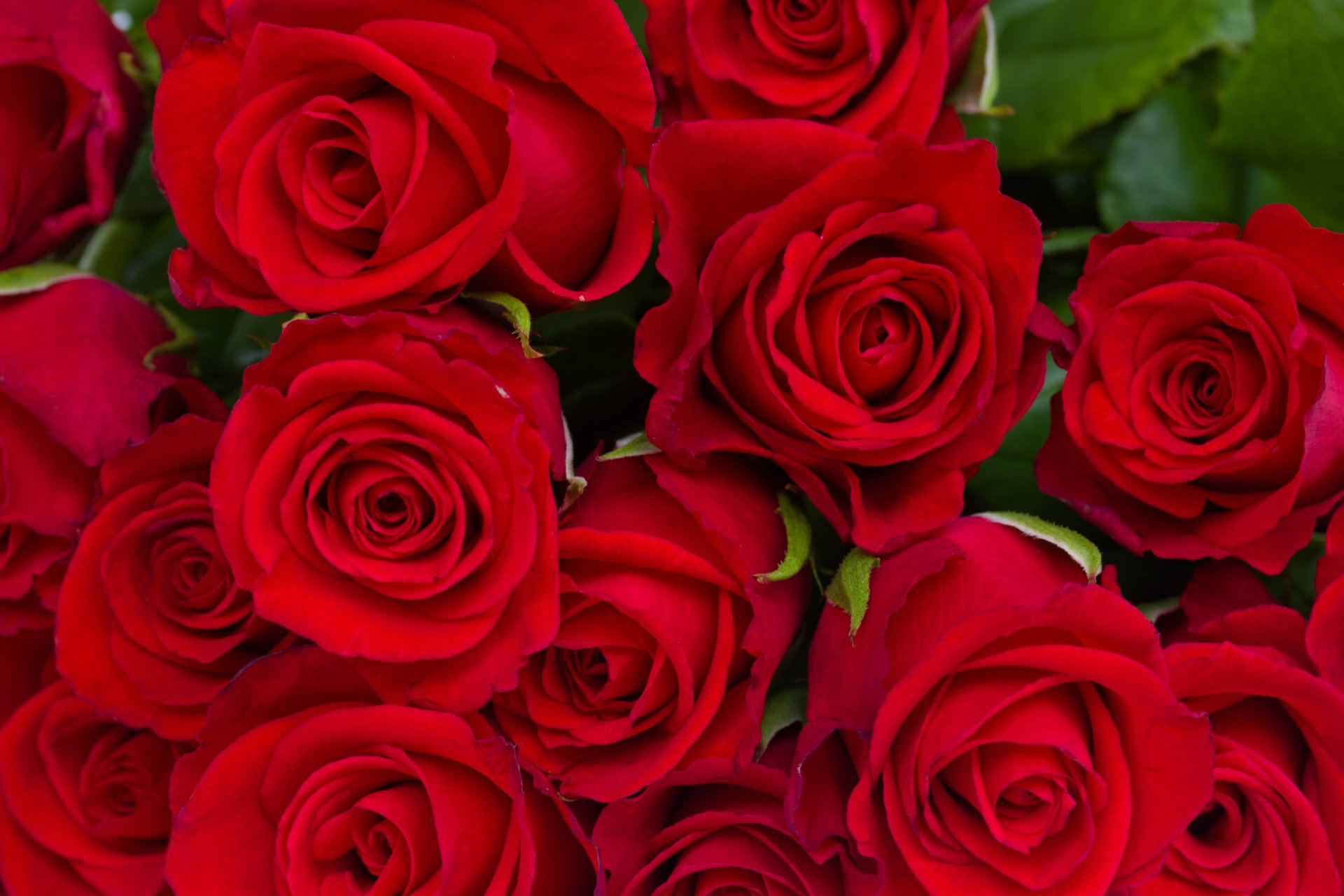 rose rosse fiori mazzo boccioli foglie