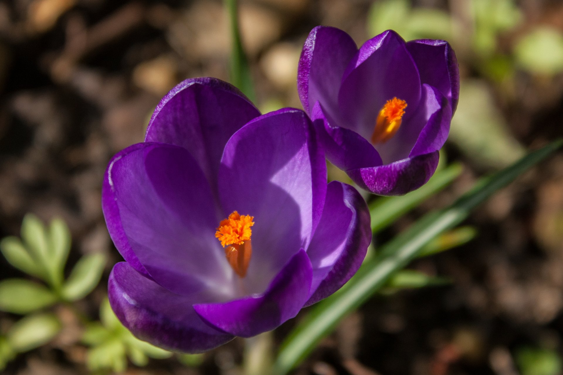 crocuses flowers lilac purple petals grass spring macro focu