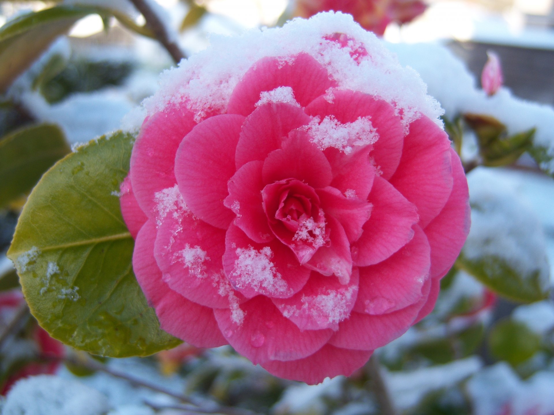 fiore camelia colata neve