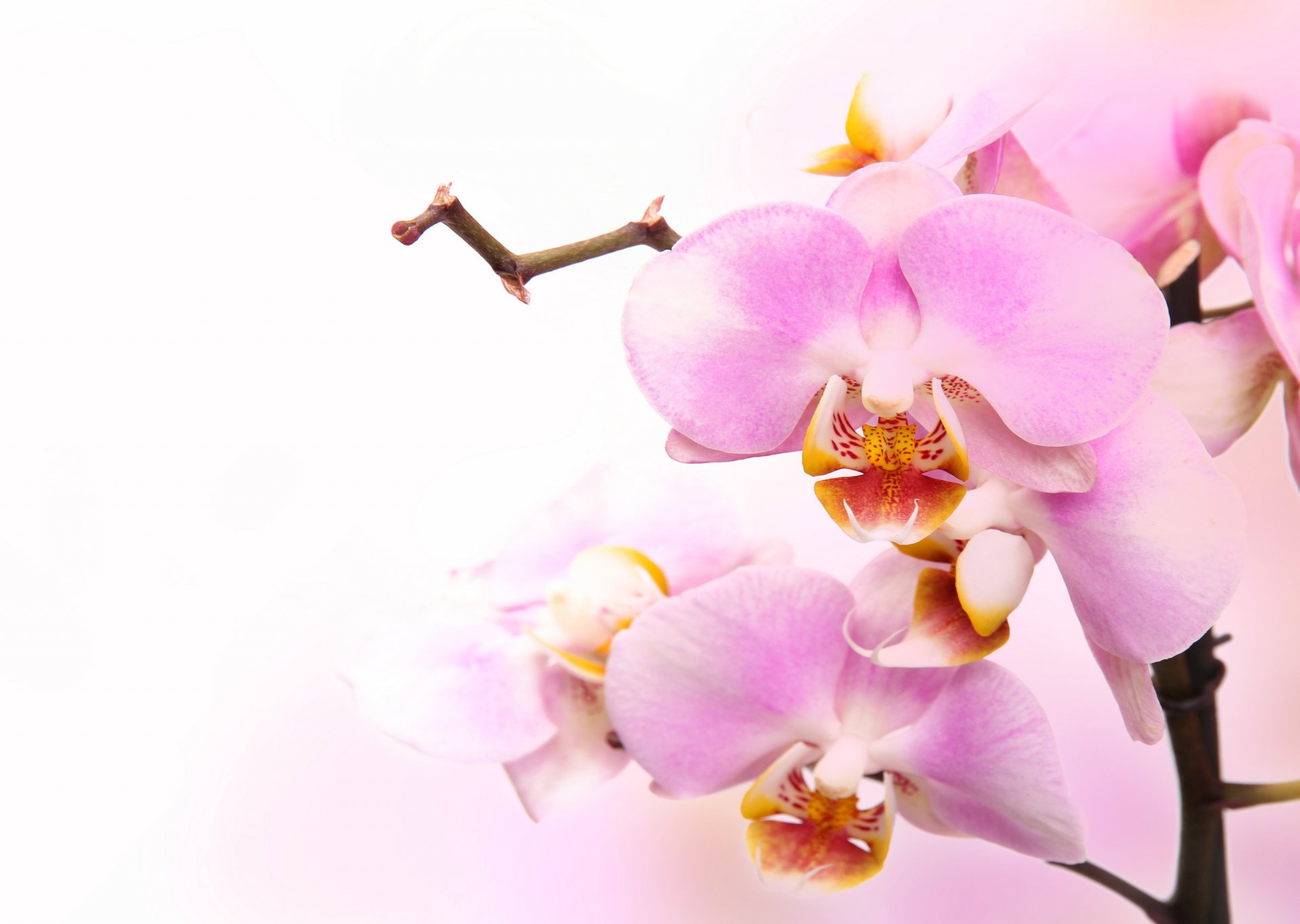 orchidea różowy płatki oddział piękno kwiaty czułość storczyki phalaenopsis blady różowy pąki