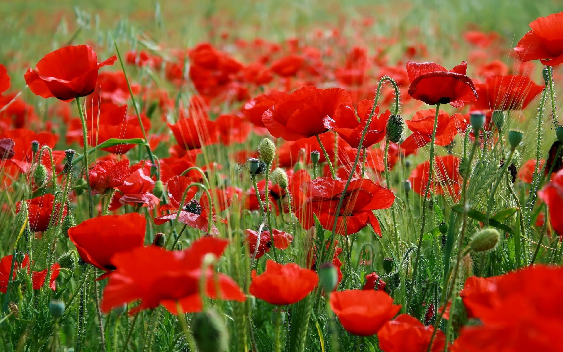 flores amapolas rojas hierba