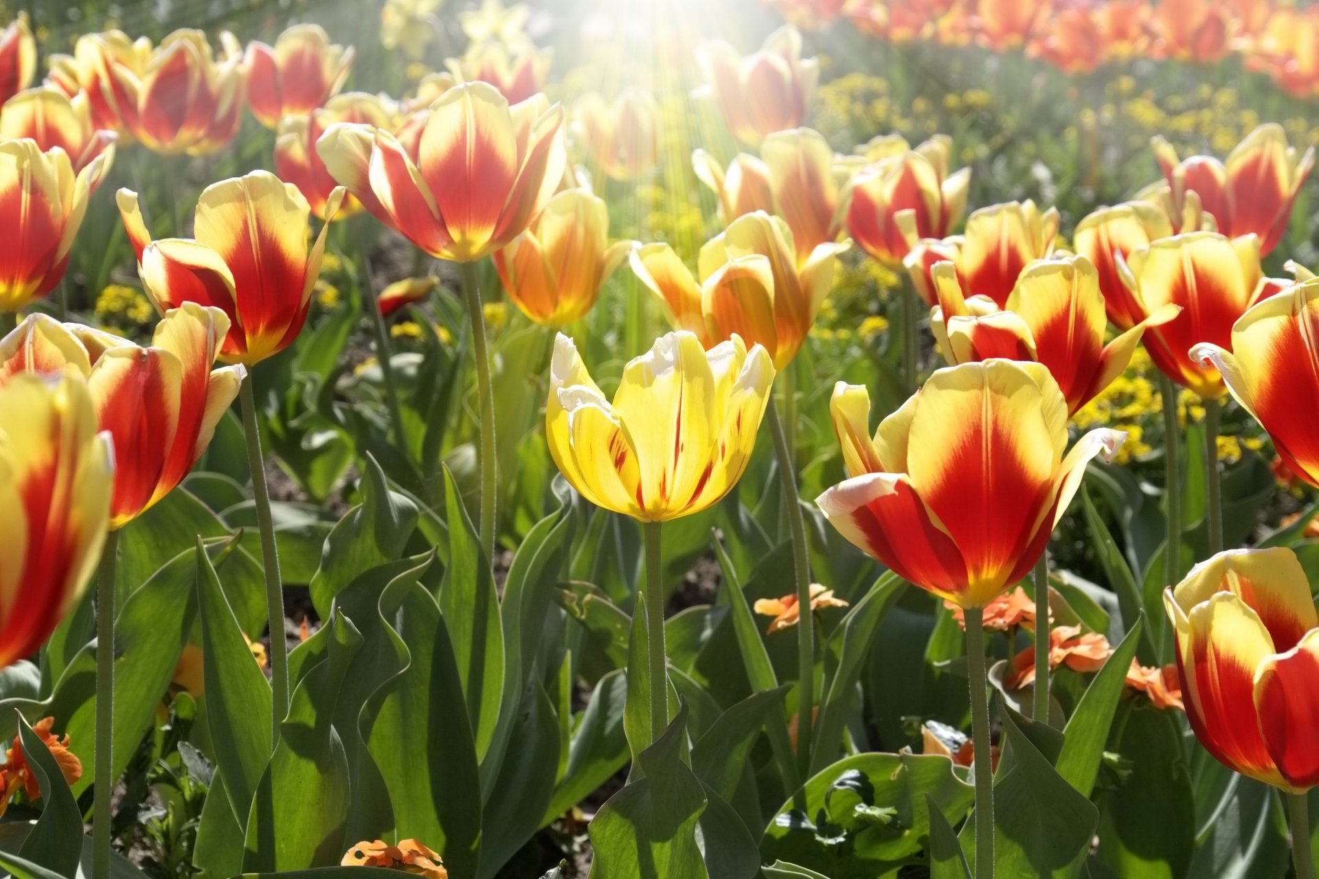 blumen blumen tulpen gelb rot blätter sonne strahlen hintergrund tapete widescreen vollbild widescreen