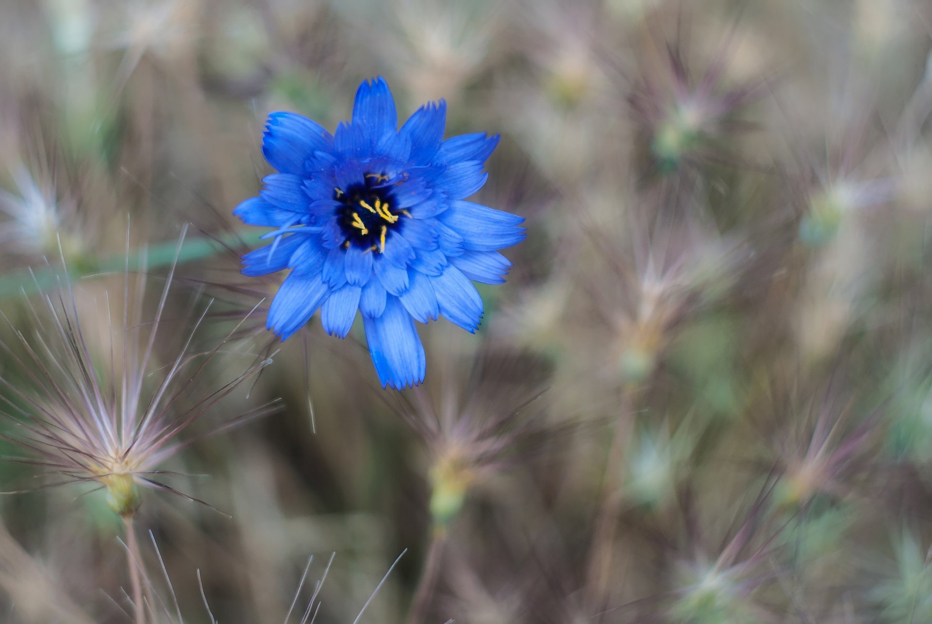 field grass flowers flower blue