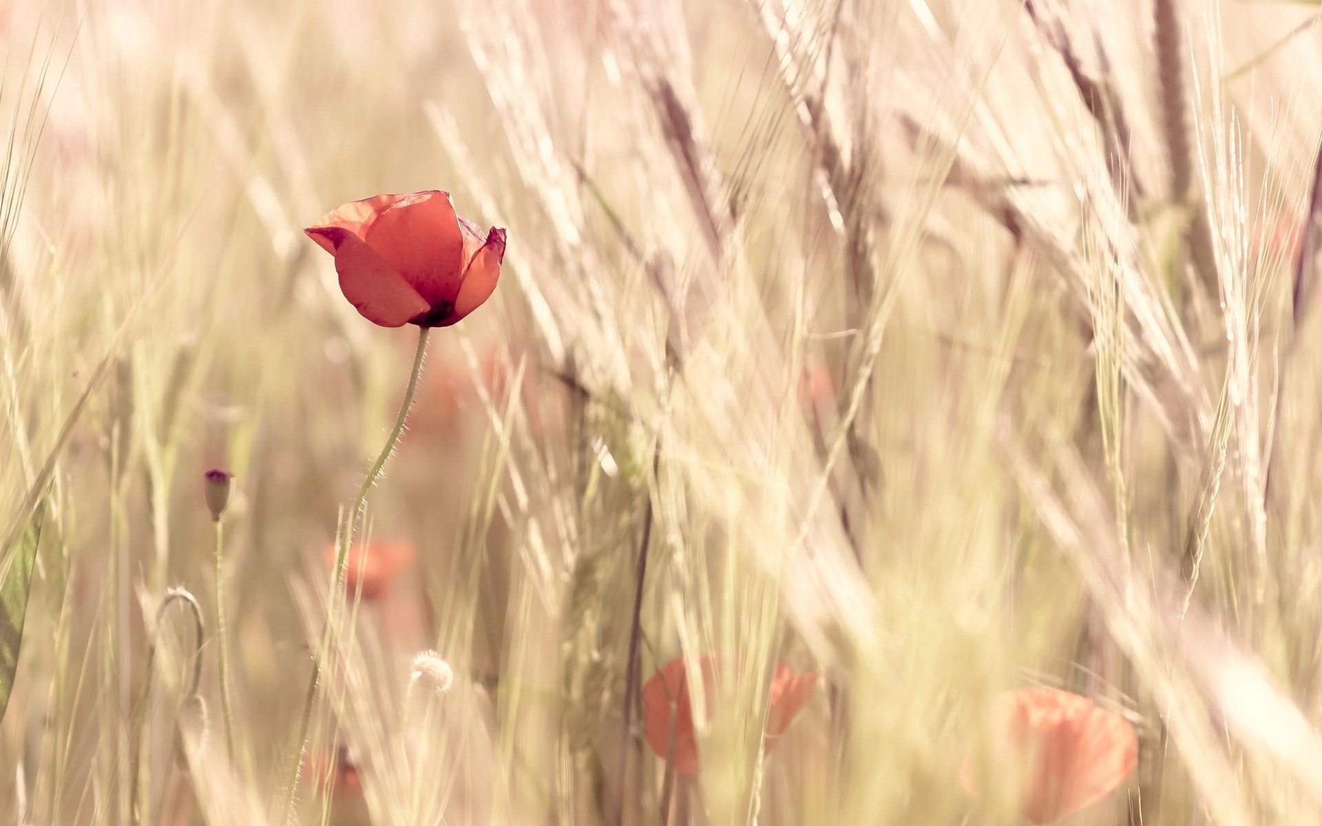 flowers flowers flower poppy wheat field ears red nature background wallpaper widescreen fullscreen widescreen widescreen