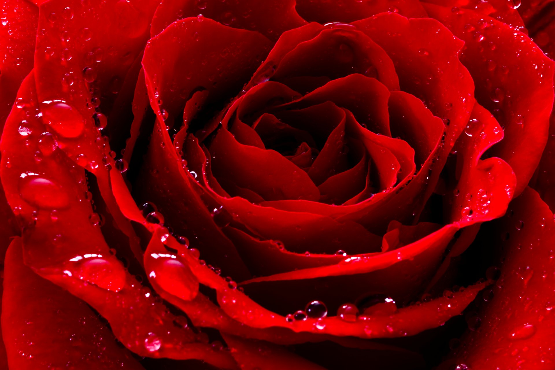 rose red bud petals drops droplets flower close up