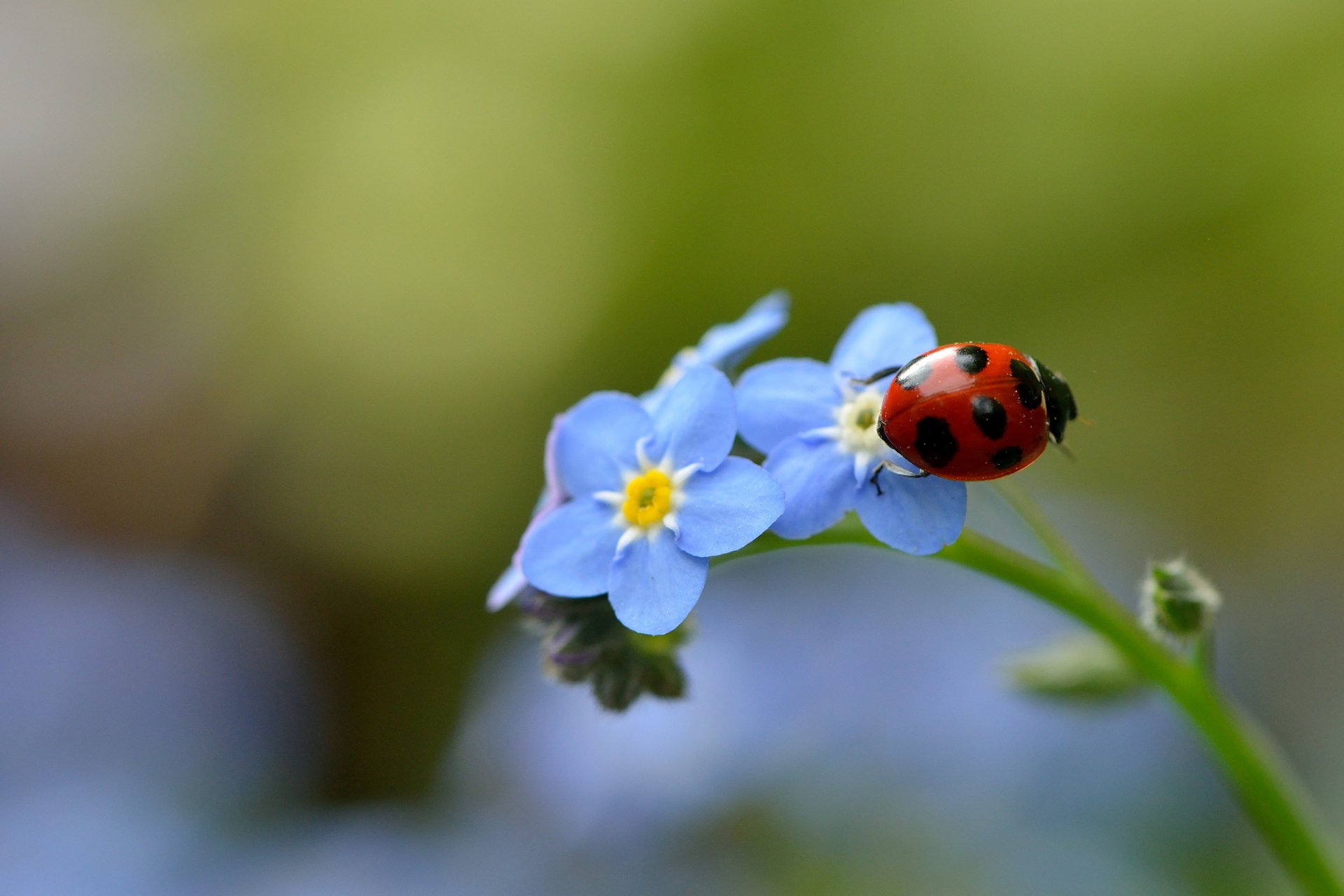 me-nots ladybug insect close up