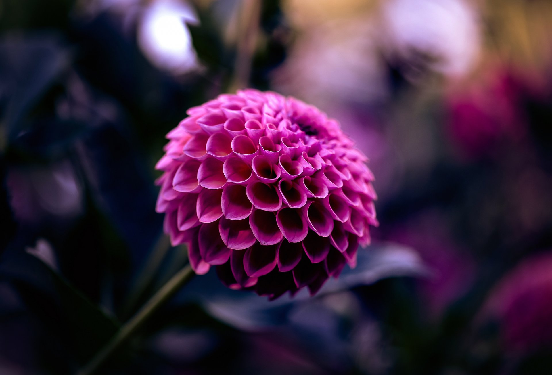 dahlia magenta flower petals . macro focus blur