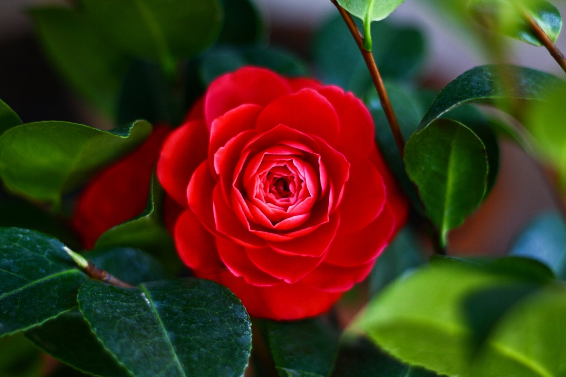 camelia hojas macro