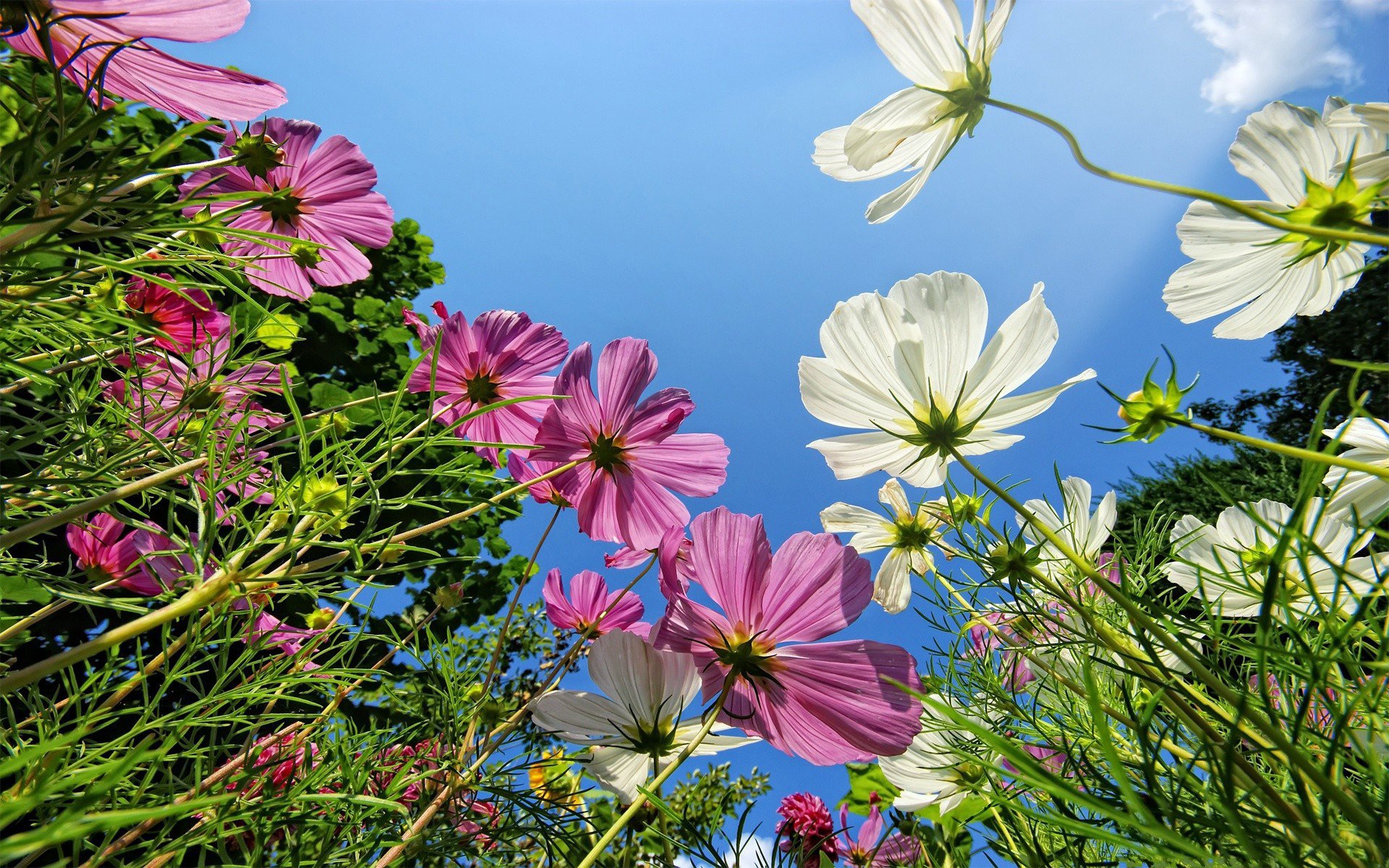 kosmeus feld grün weiß rosa blütenblätter hintergrund himmel gras makro