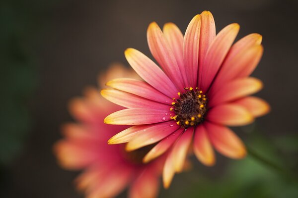 Macro shooting of a beautiful flower