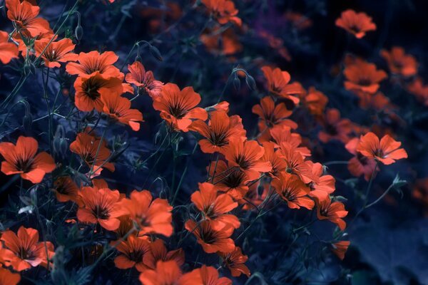 Petites fleurs rouges sur fond sombre